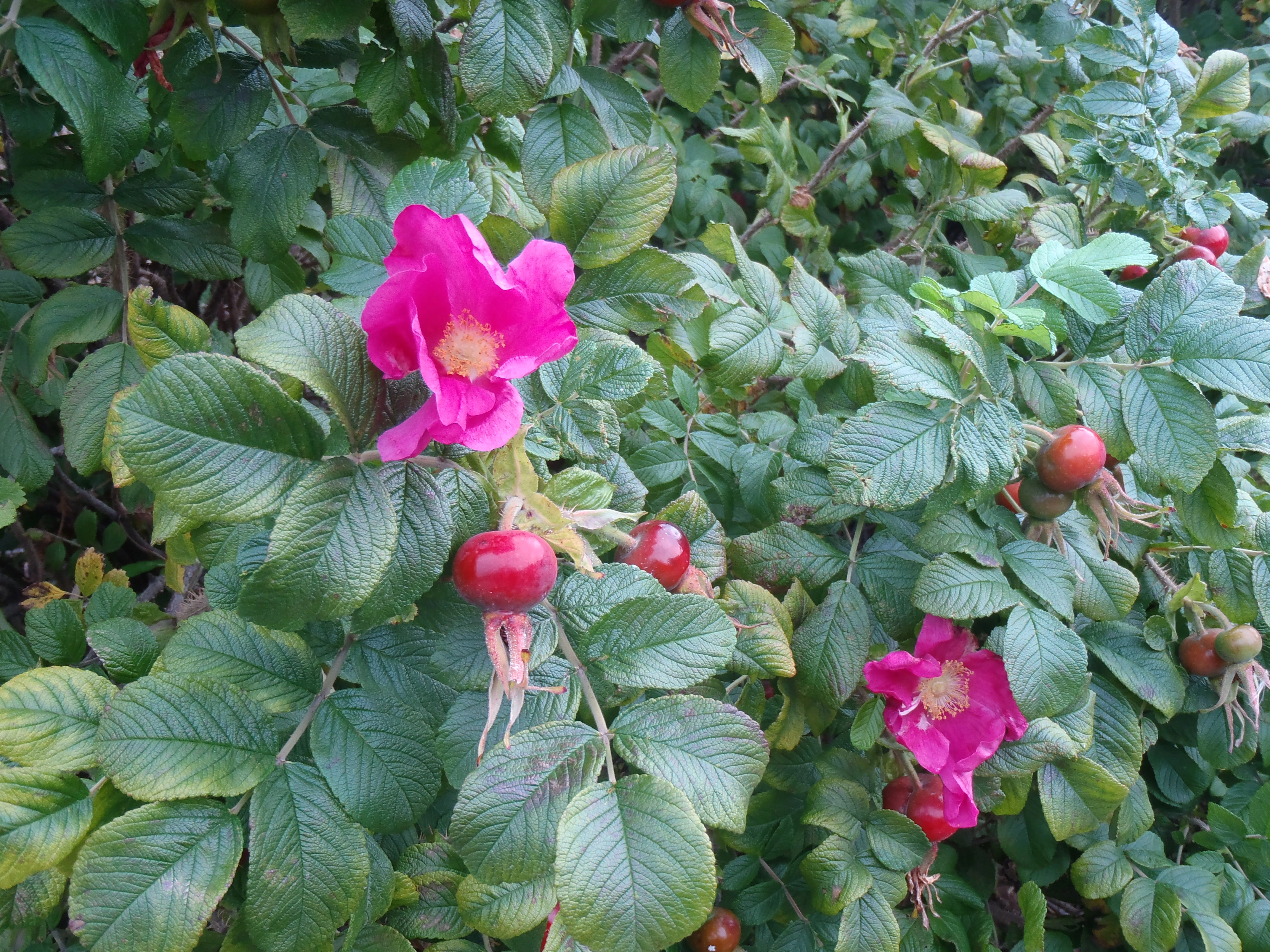 : Rosa rugosa.