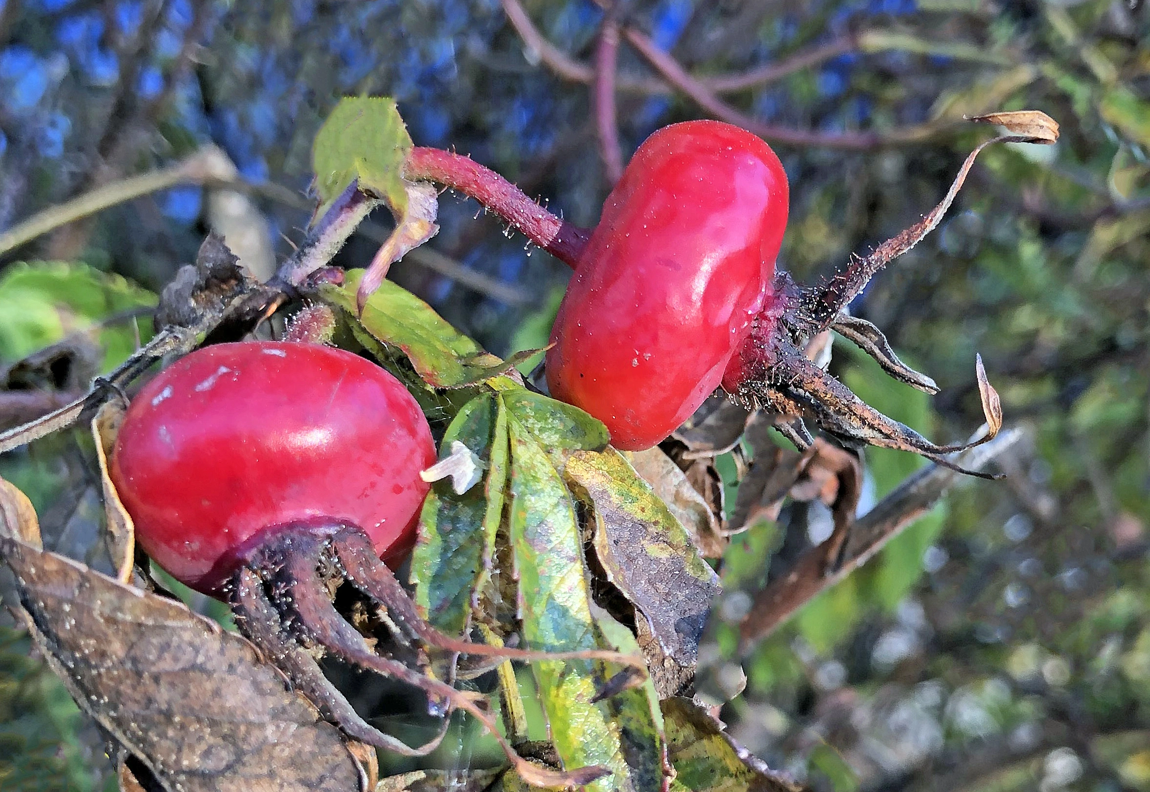 : Rosa davurica.