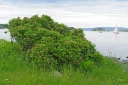 : Rosa rugosa.