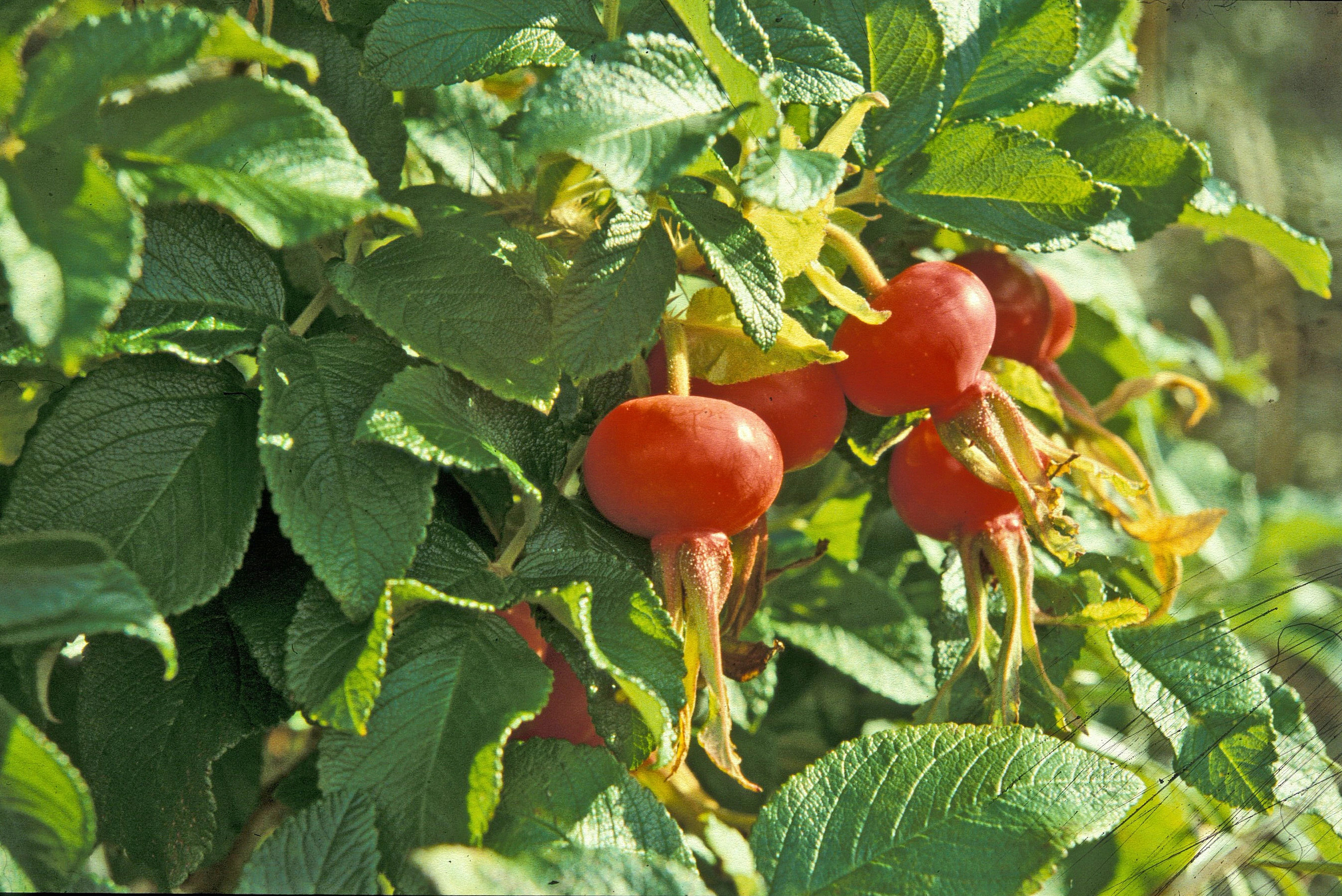 : Rosa rugosa.