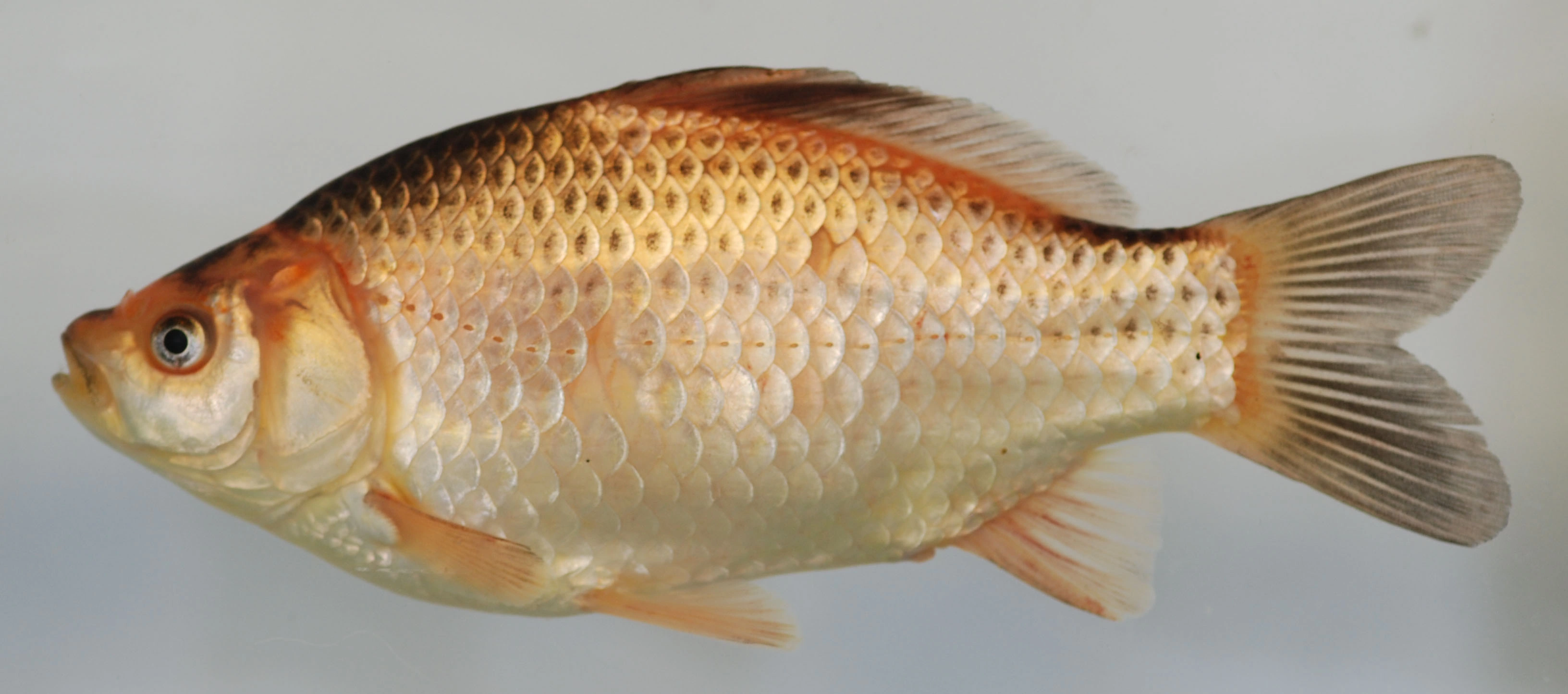 : Carassius auratus.