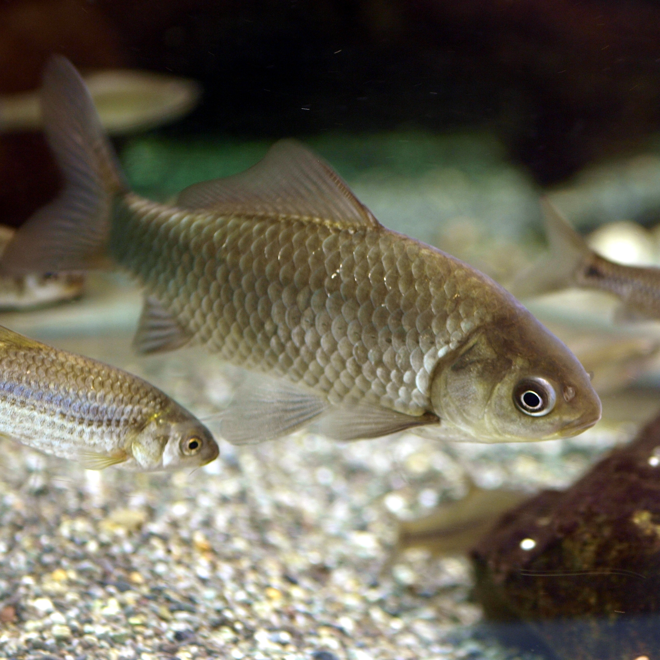 : Carassius auratus.