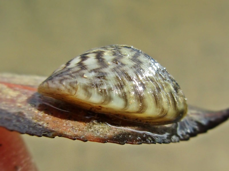 : Dreissena polymorpha.