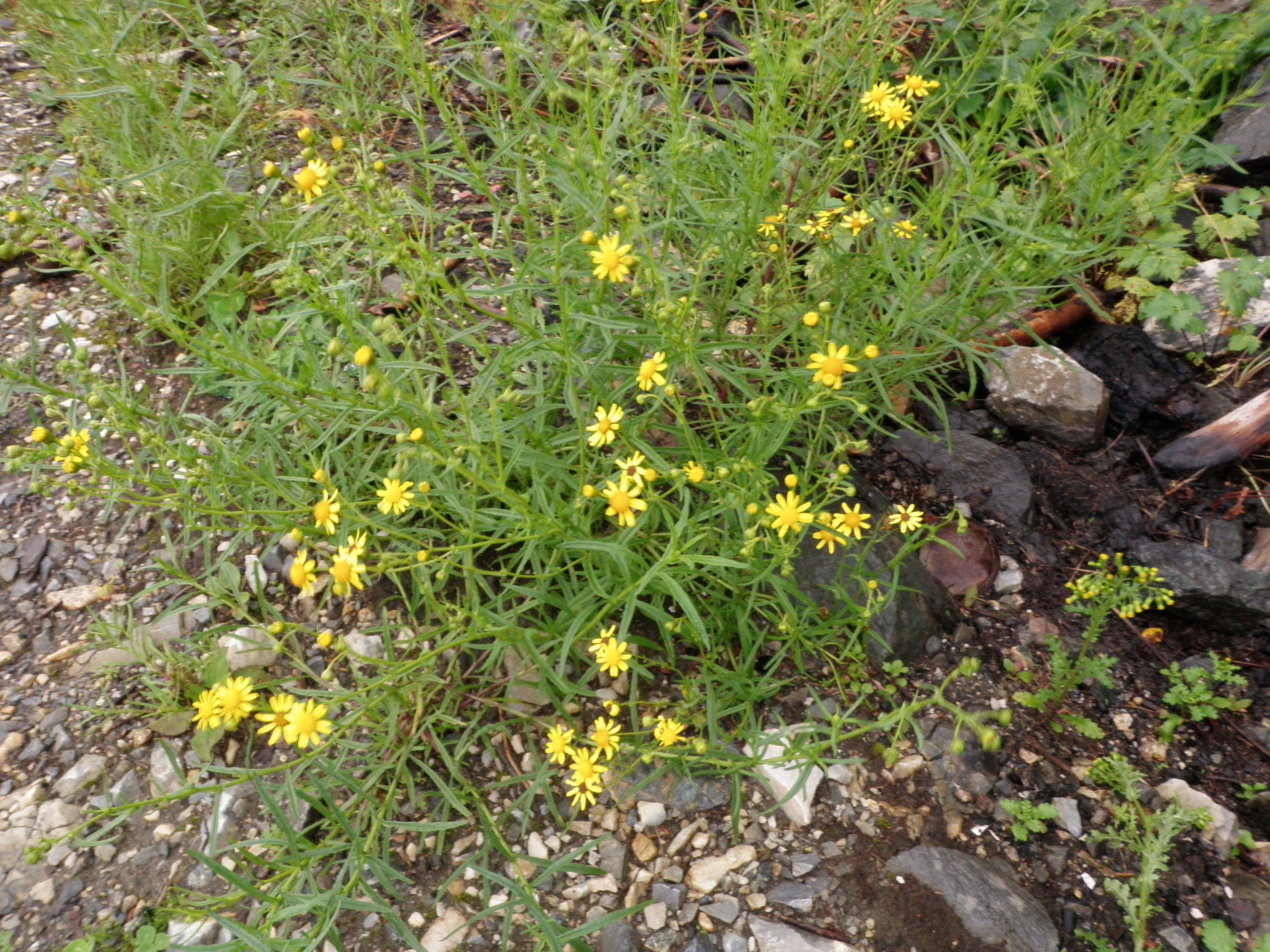 : Senecio inaequidens.