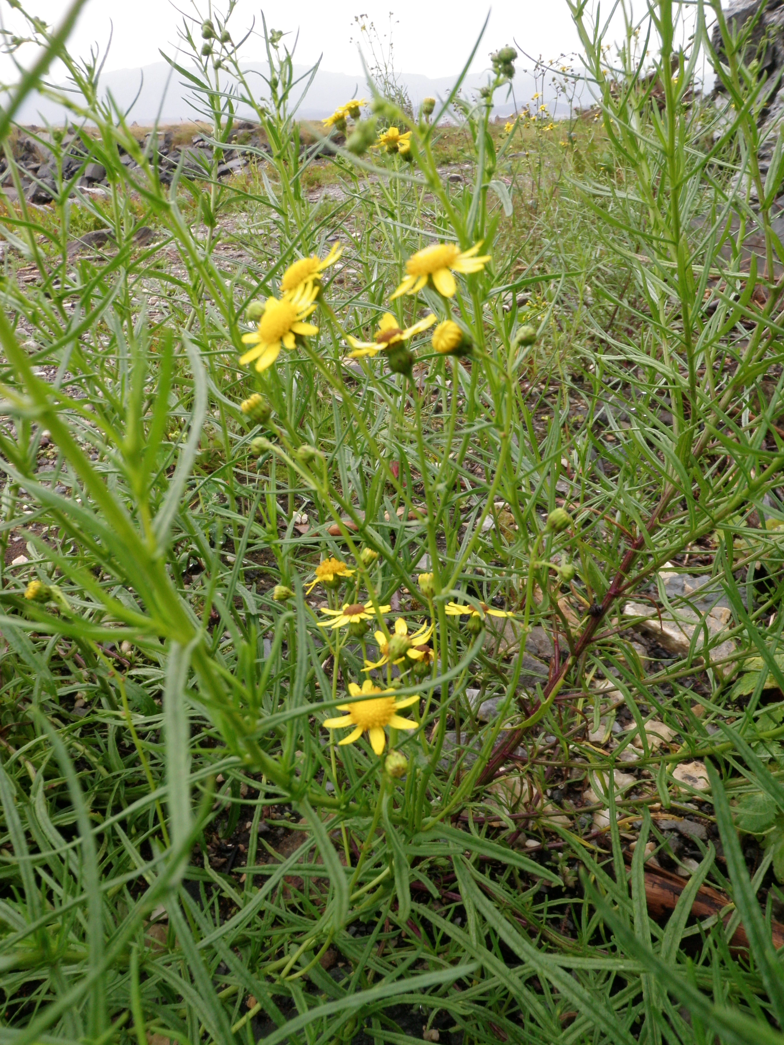 : Senecio inaequidens.