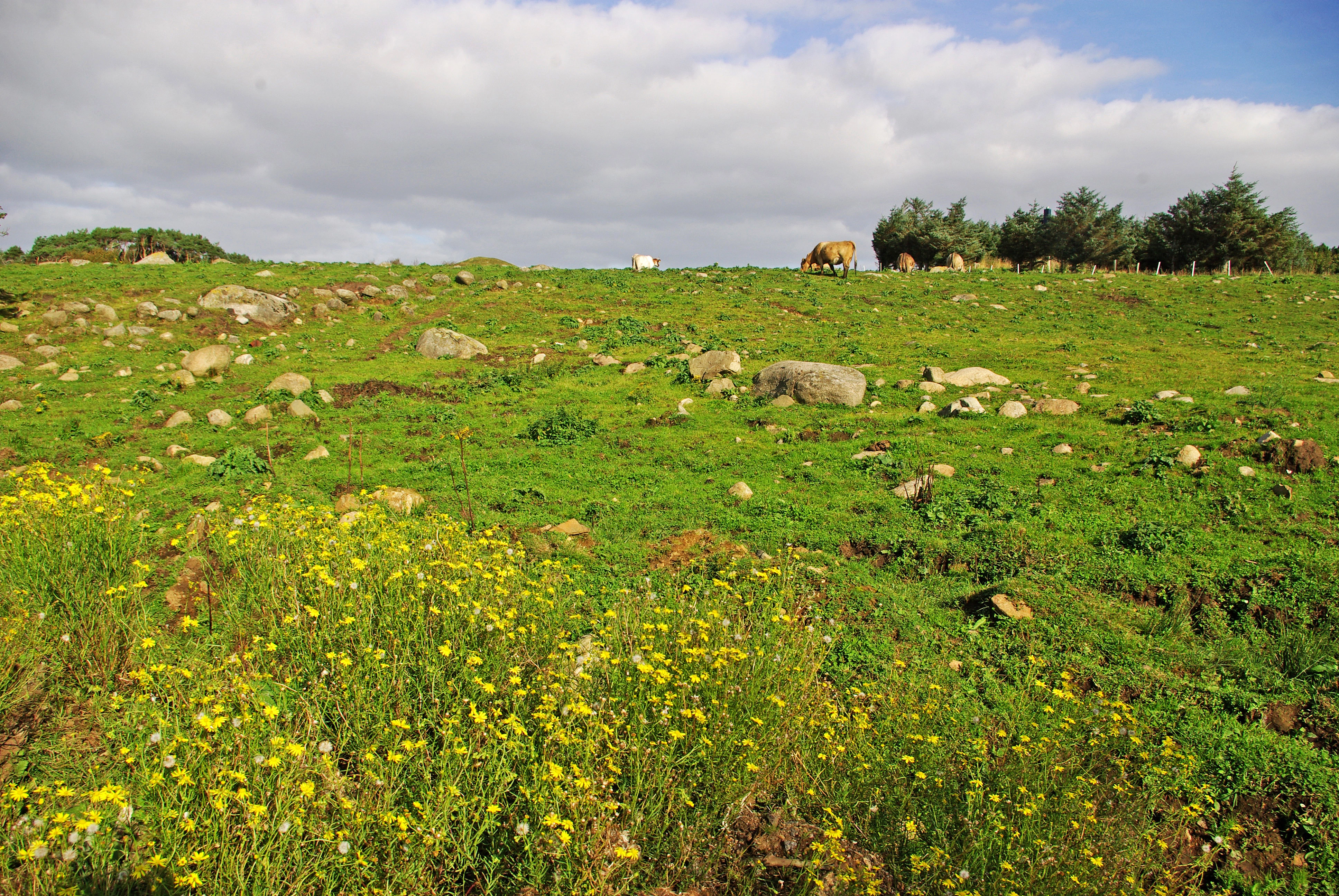 : Senecio inaequidens.