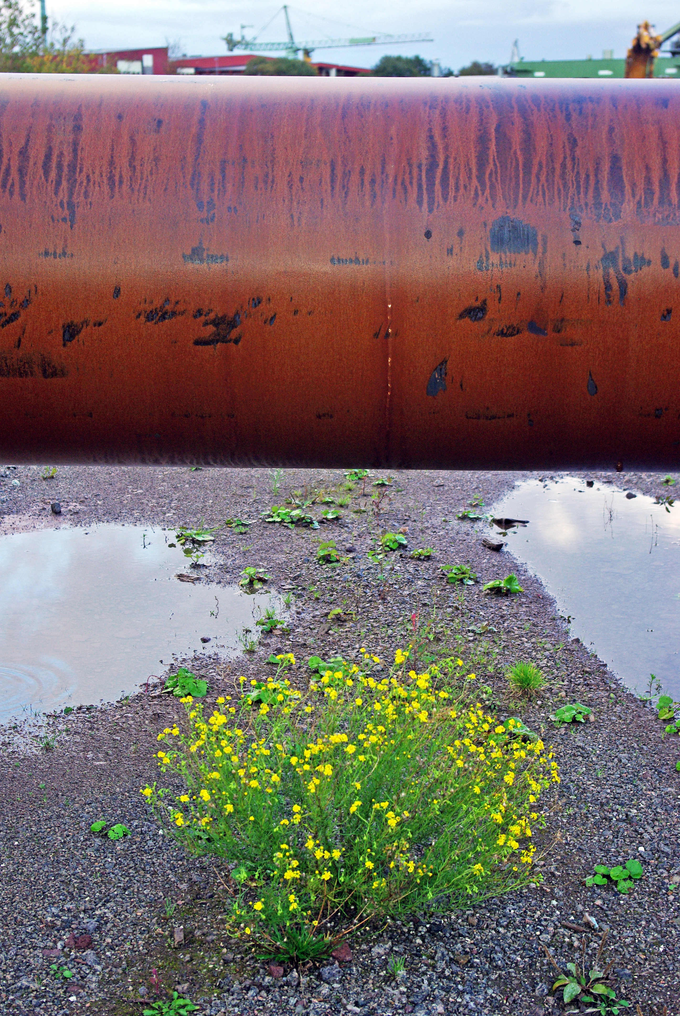 : Senecio inaequidens.