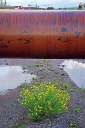 : Senecio inaequidens.