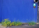 : Senecio inaequidens.
