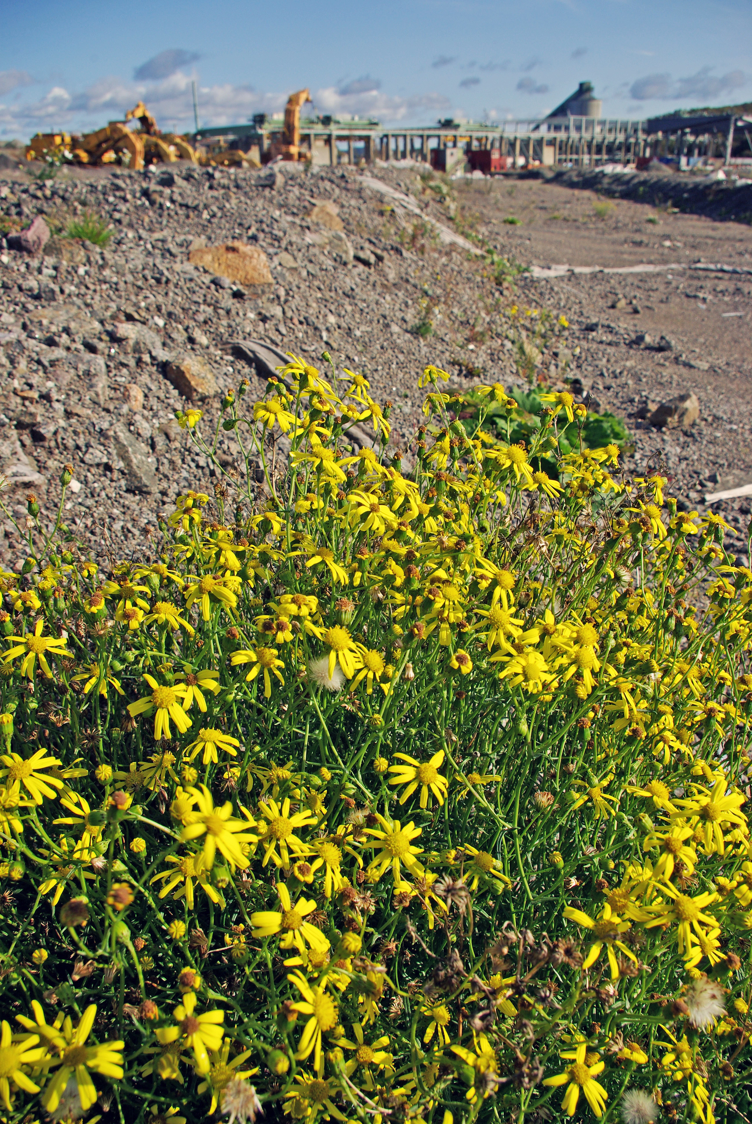 : Senecio inaequidens.