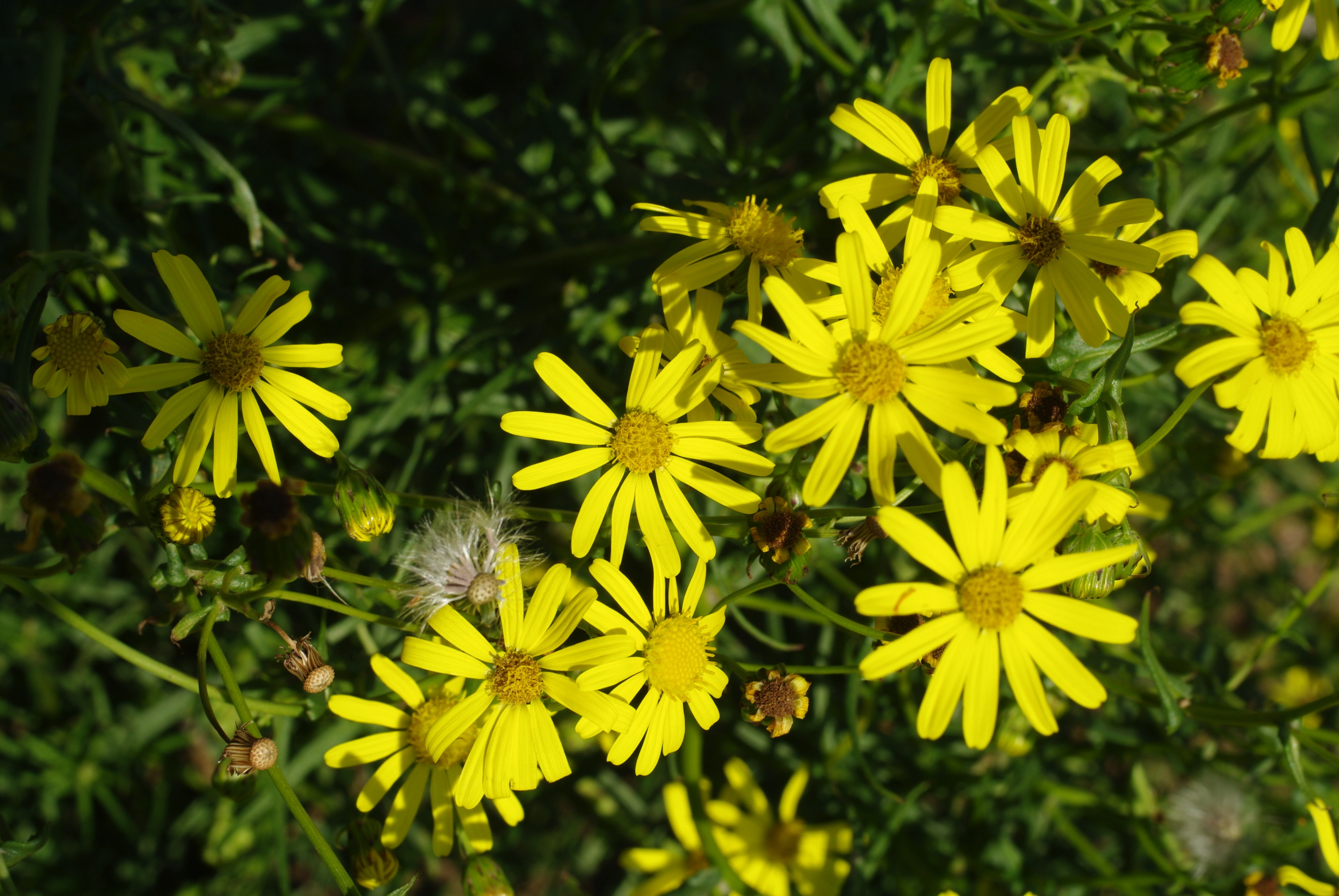 : Senecio inaequidens.