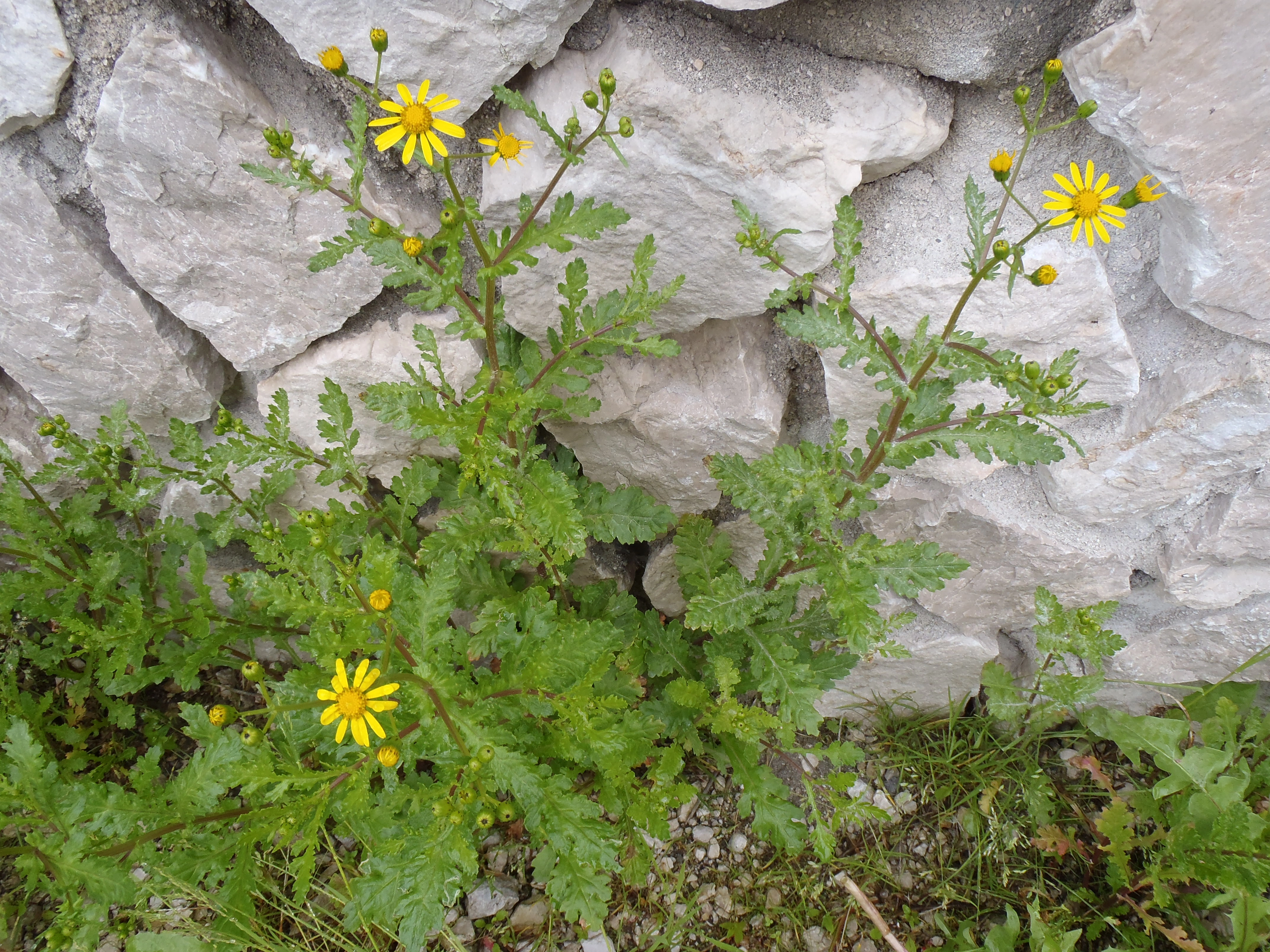 : Senecio leucanthemifolius vernalis.