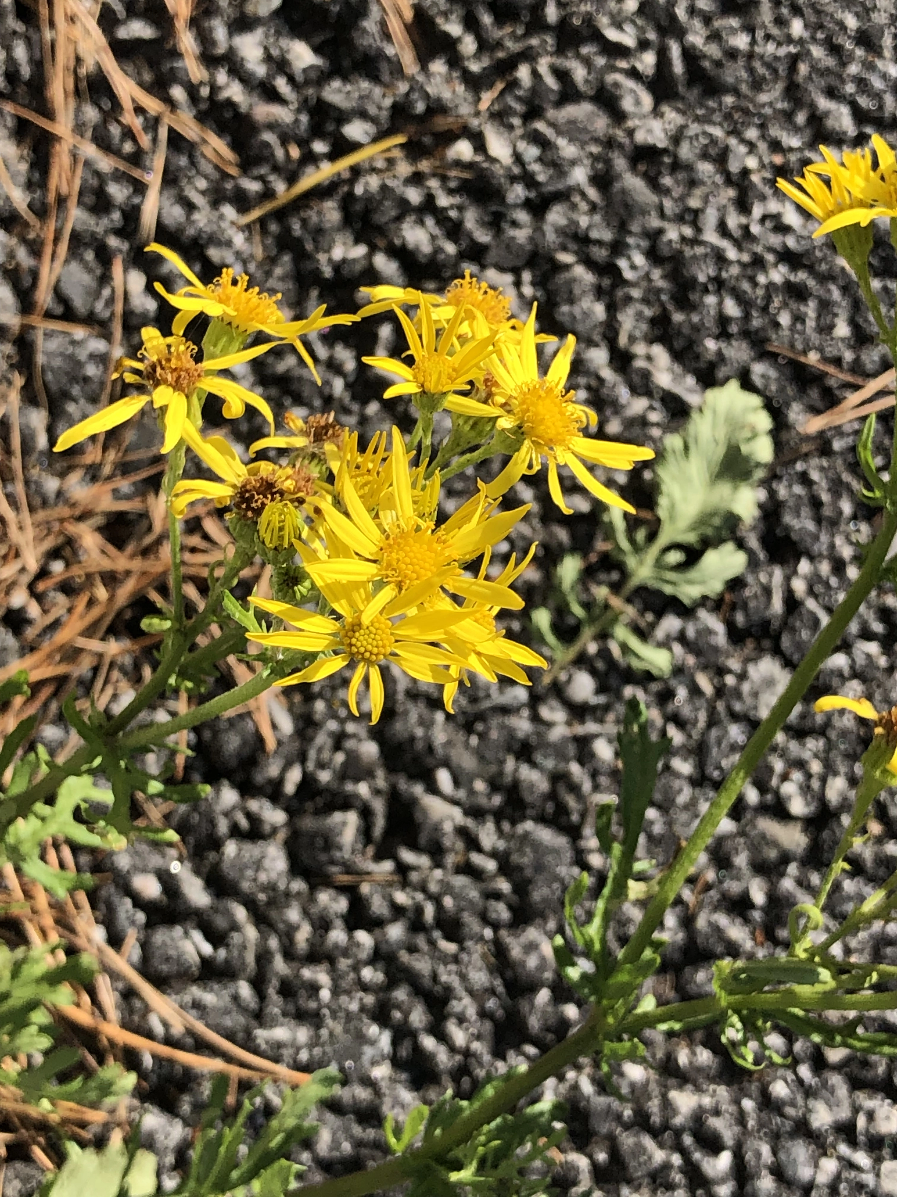 : Senecio squalidus.