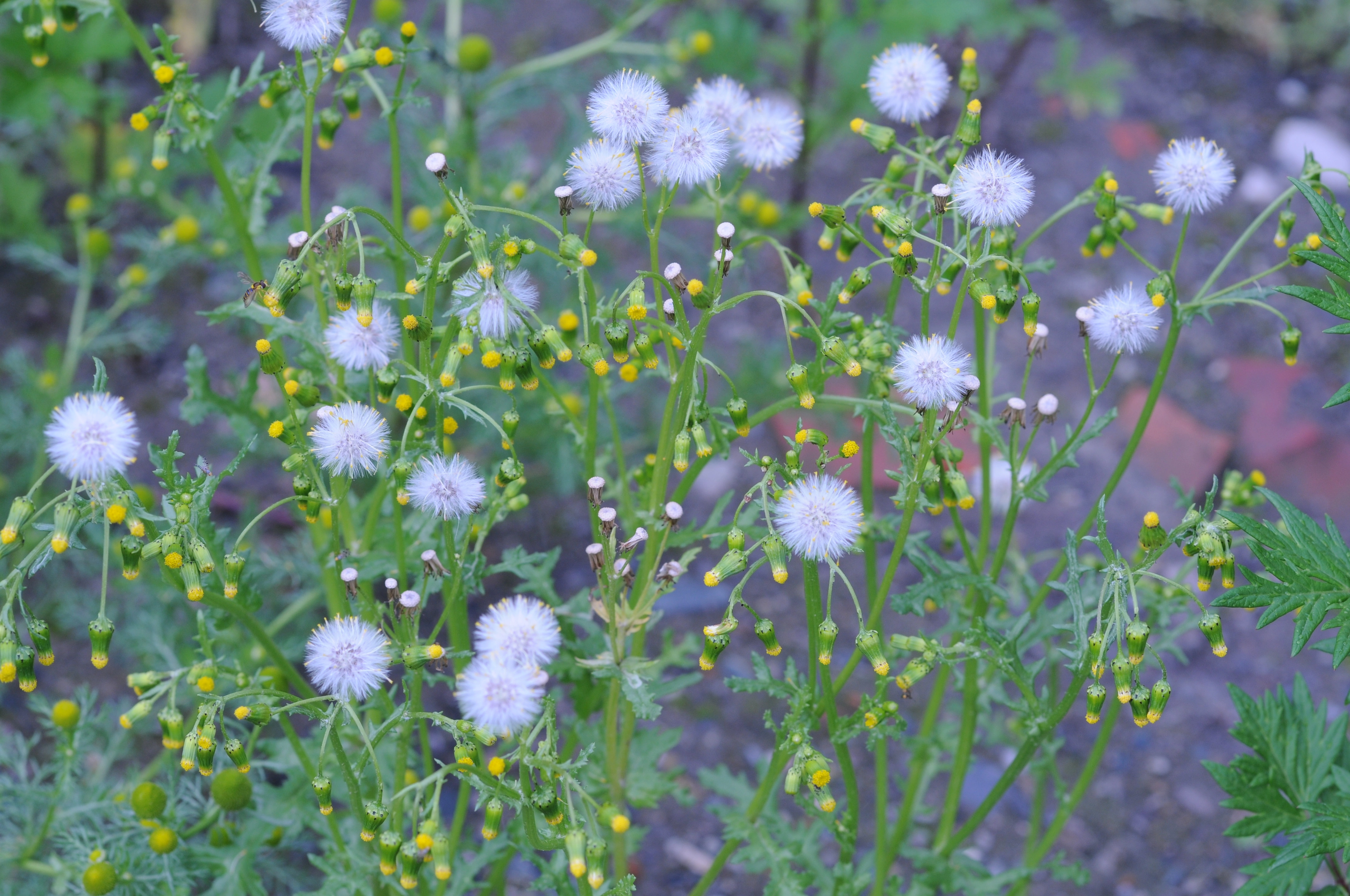 : Senecio vulgaris.