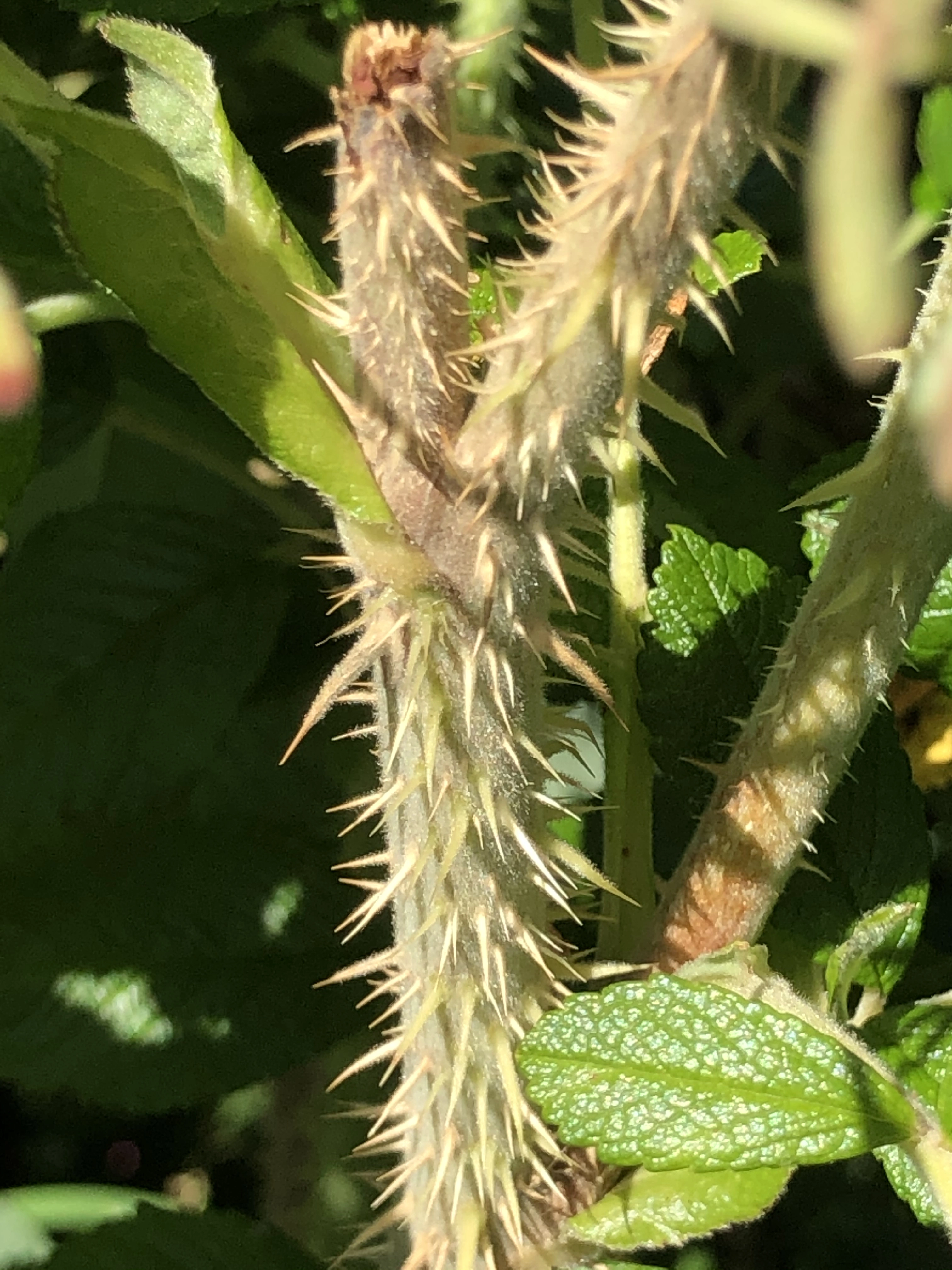 : Rosa rugosa.