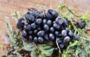 : Lamproderma cacographicum.