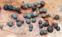 : Lamproderma cristatum.
