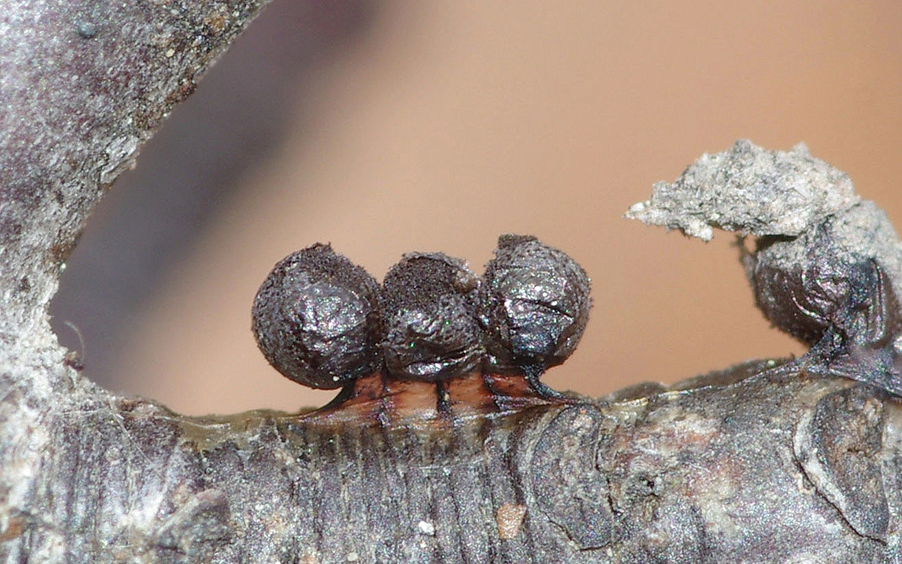 : Lamproderma echinosporum.