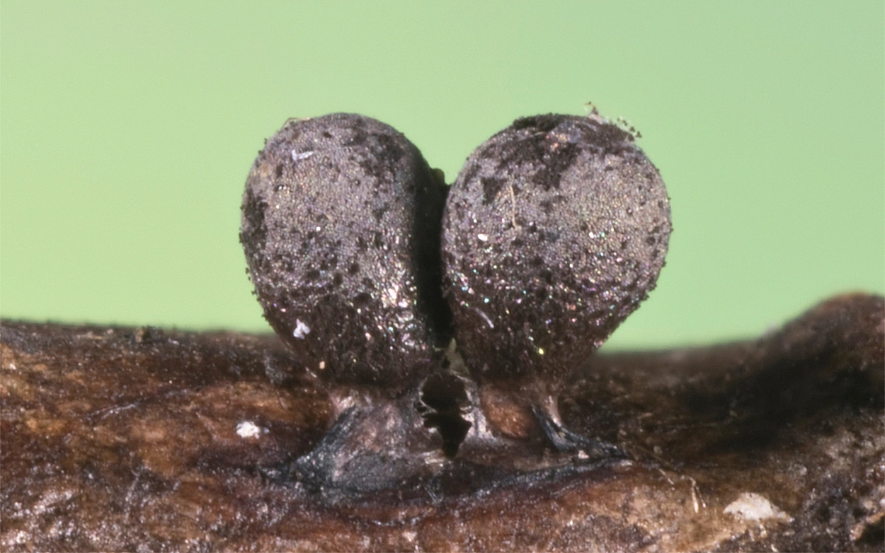 : Lamproderma echinosporum.