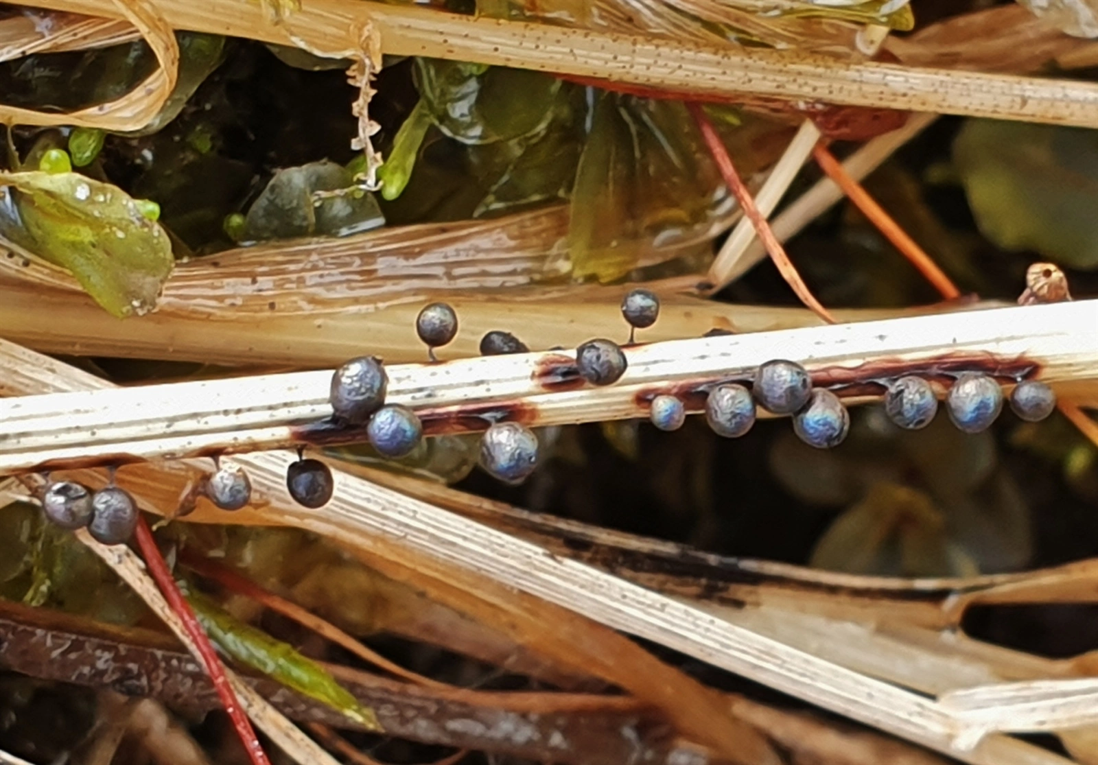 : Lamproderma ovoideoechinulatum.