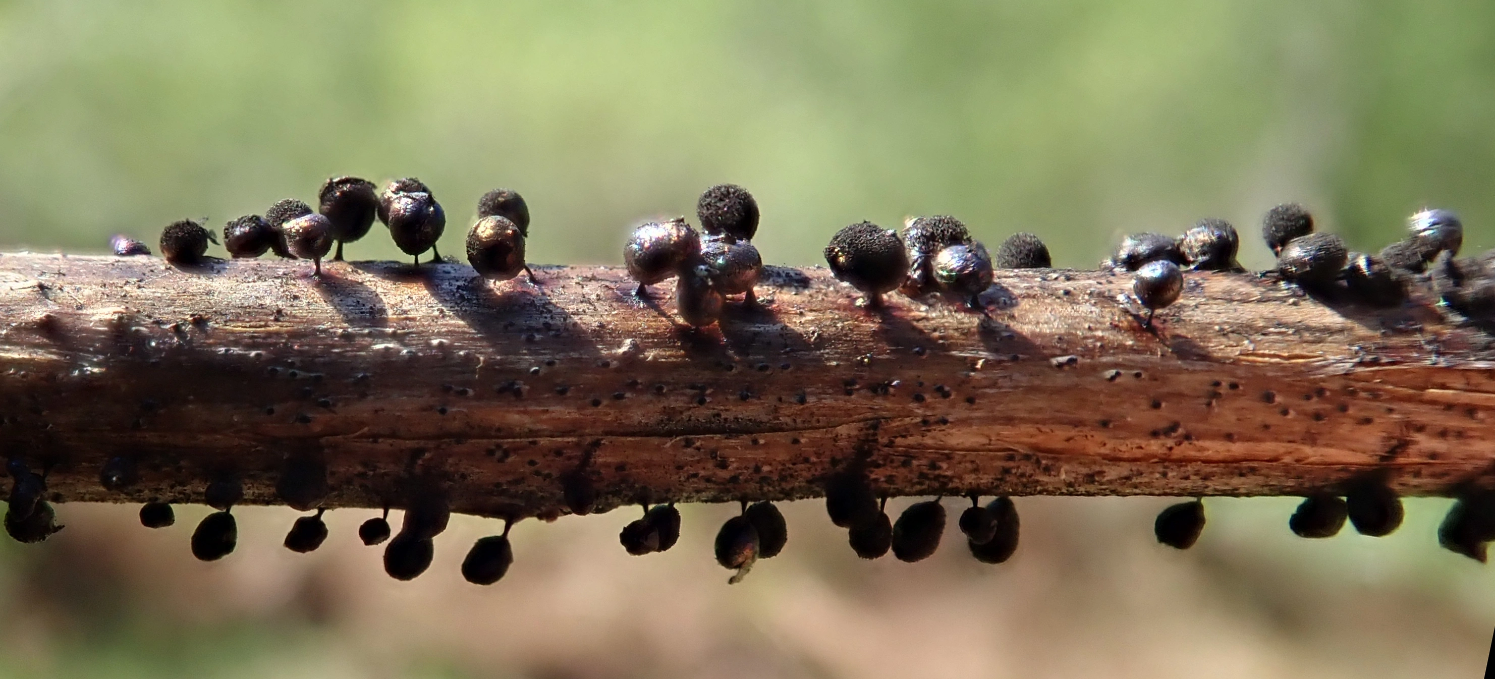 : Lamproderma ovoideoechinulatum.