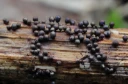 : Lamproderma ovoideum.