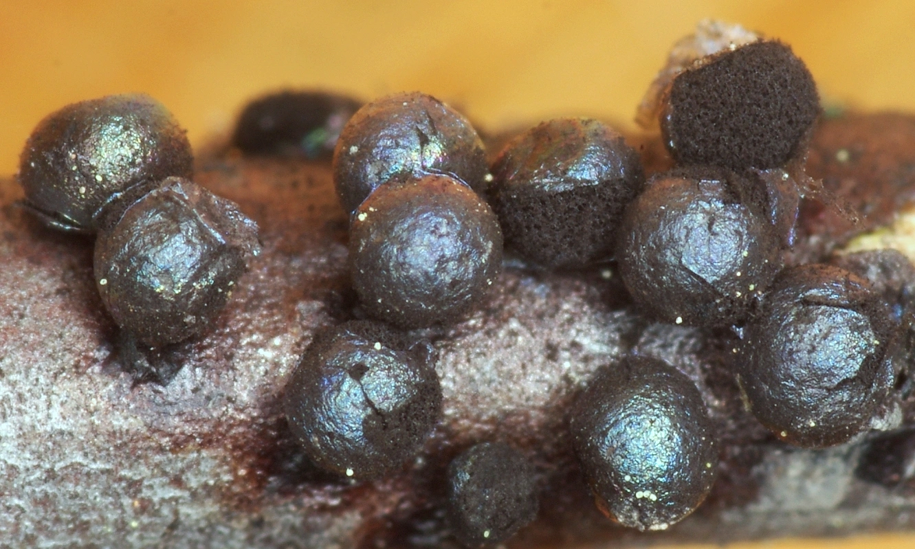 : Lamproderma pulchellum.