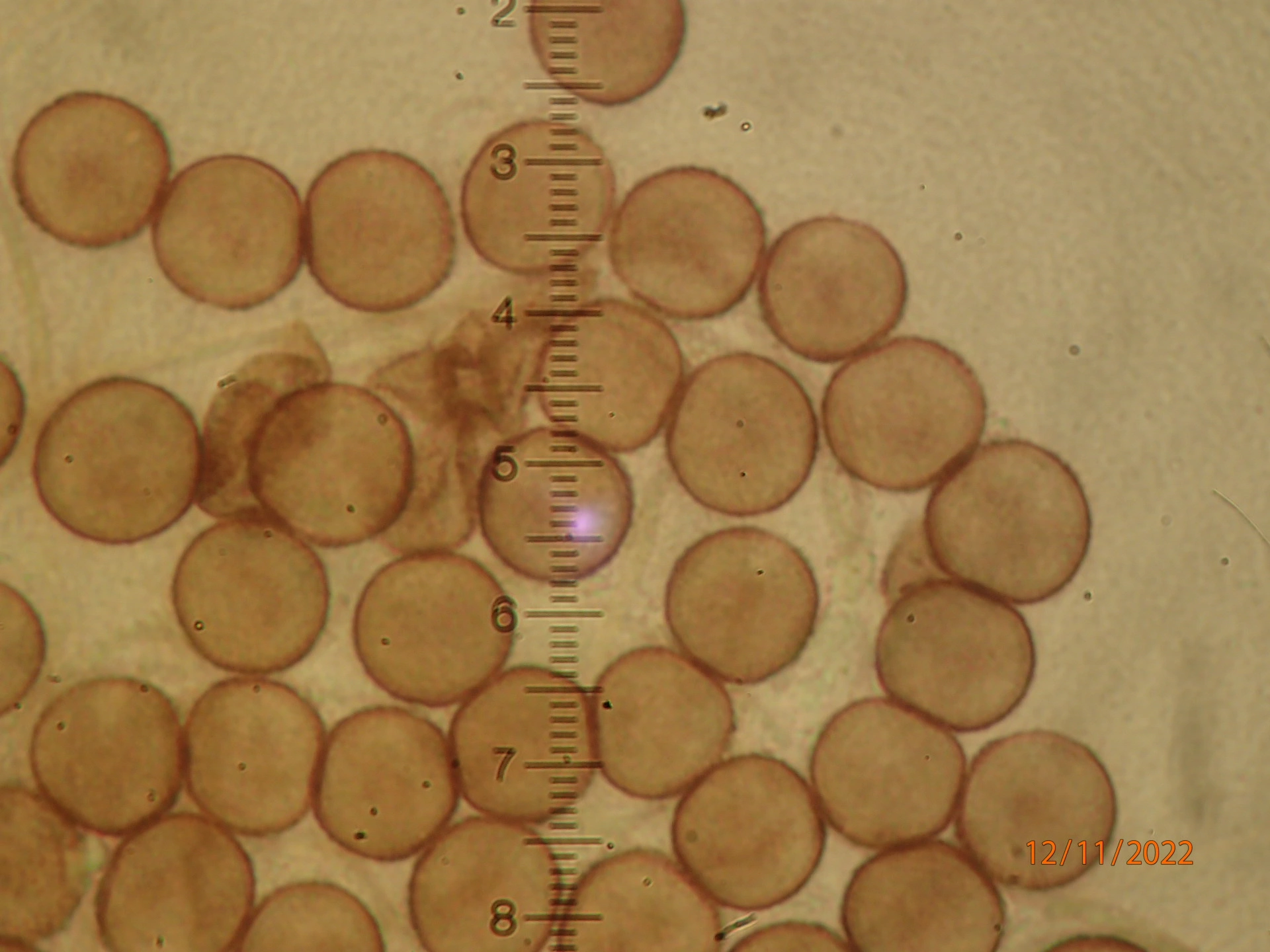 : Lamproderma violaceum.