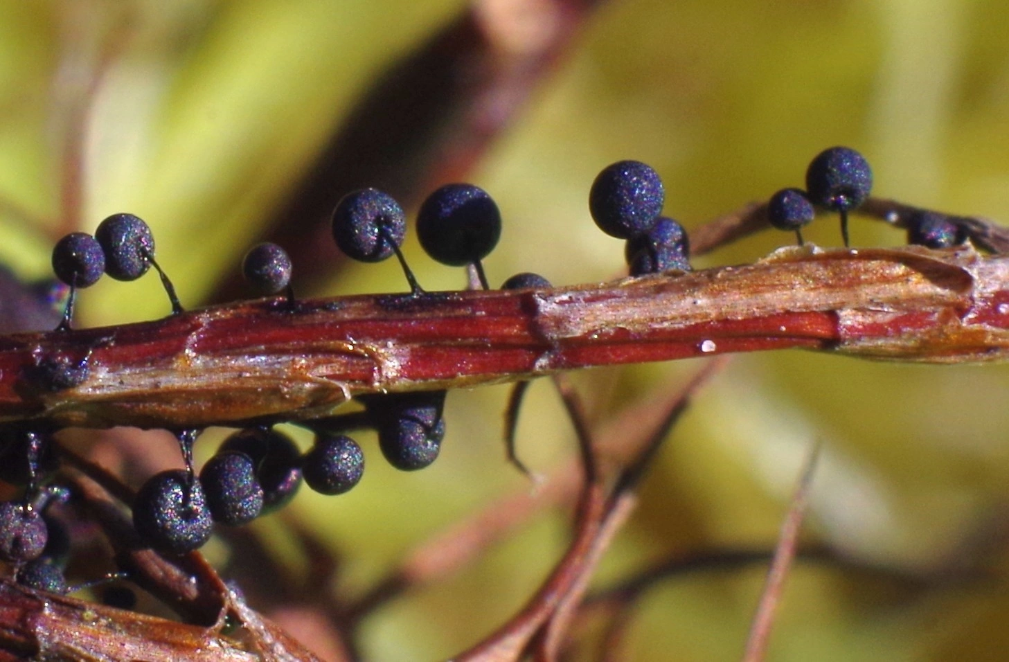 : Lamproderma nigrescens.