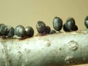 : Lamproderma ovoideoechinulatum.