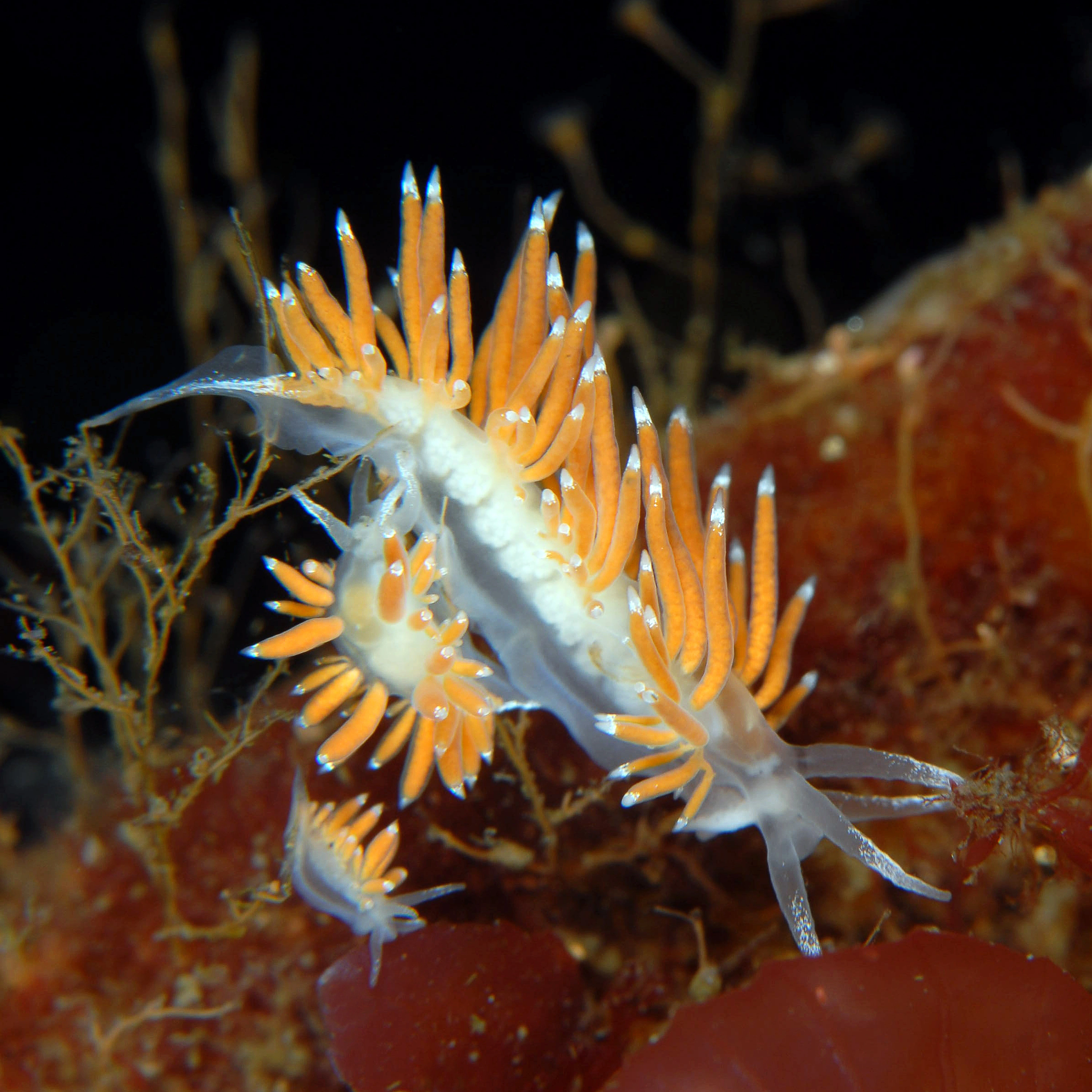 : Coryphella gracilis.