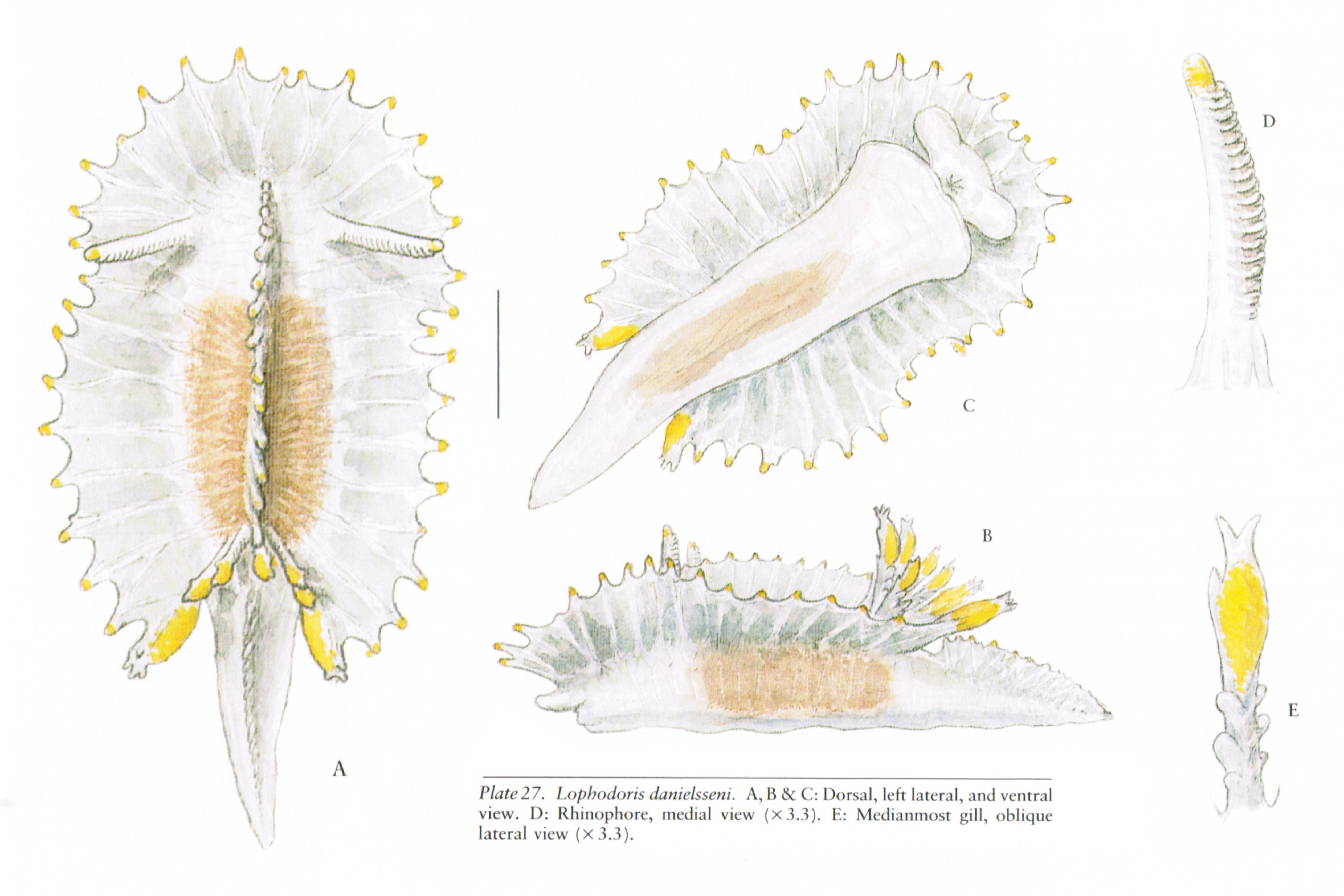 : Lophodoris danielsseni.