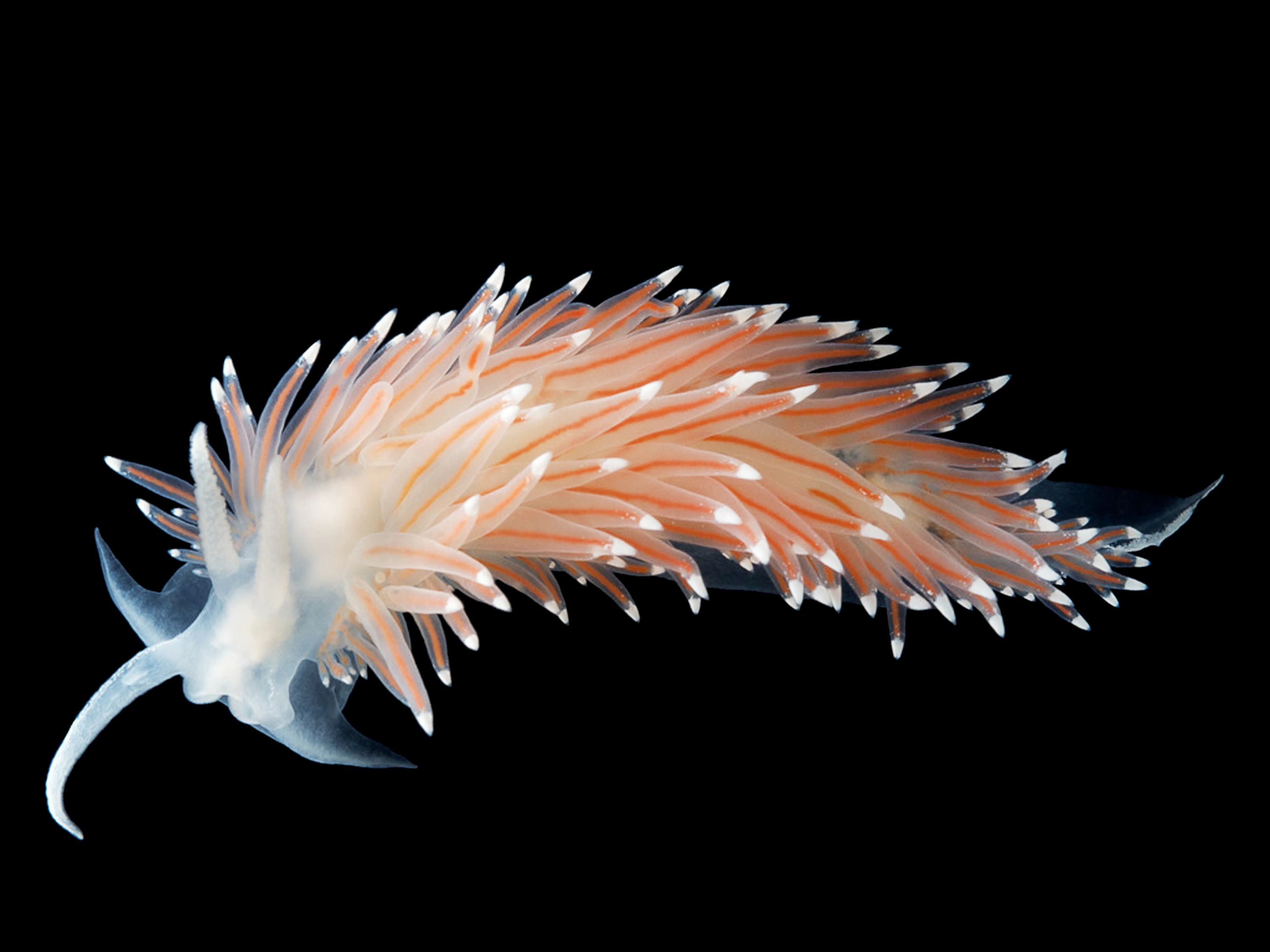 : Coryphella nobilis.