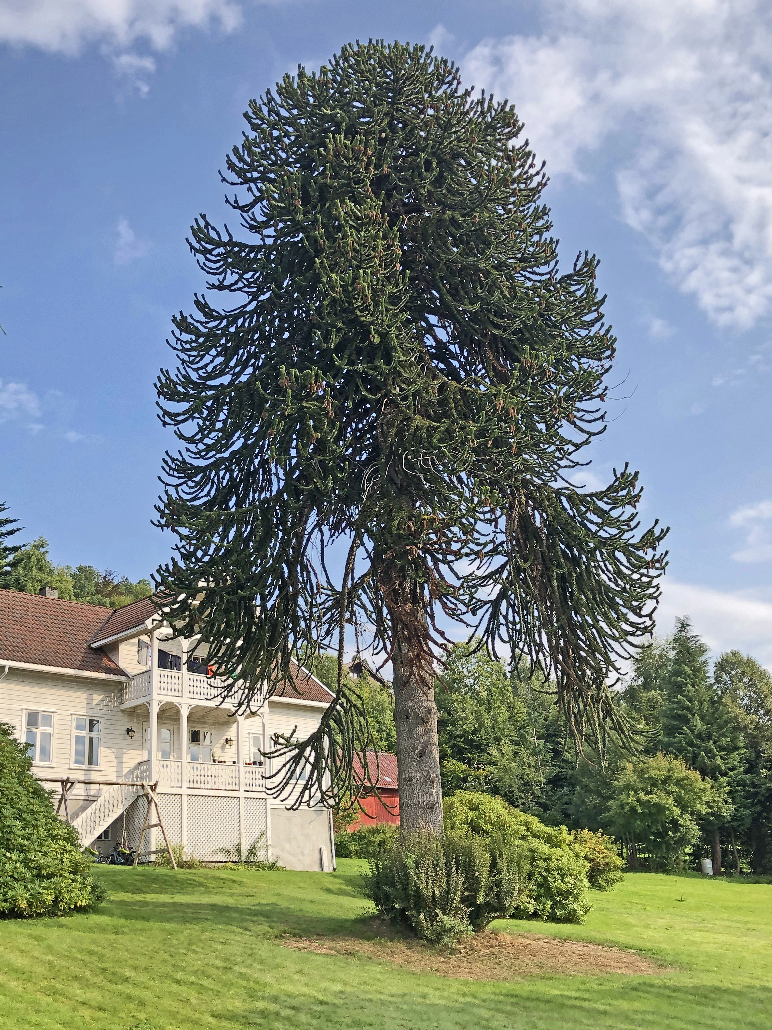 : Araucaria araucana.