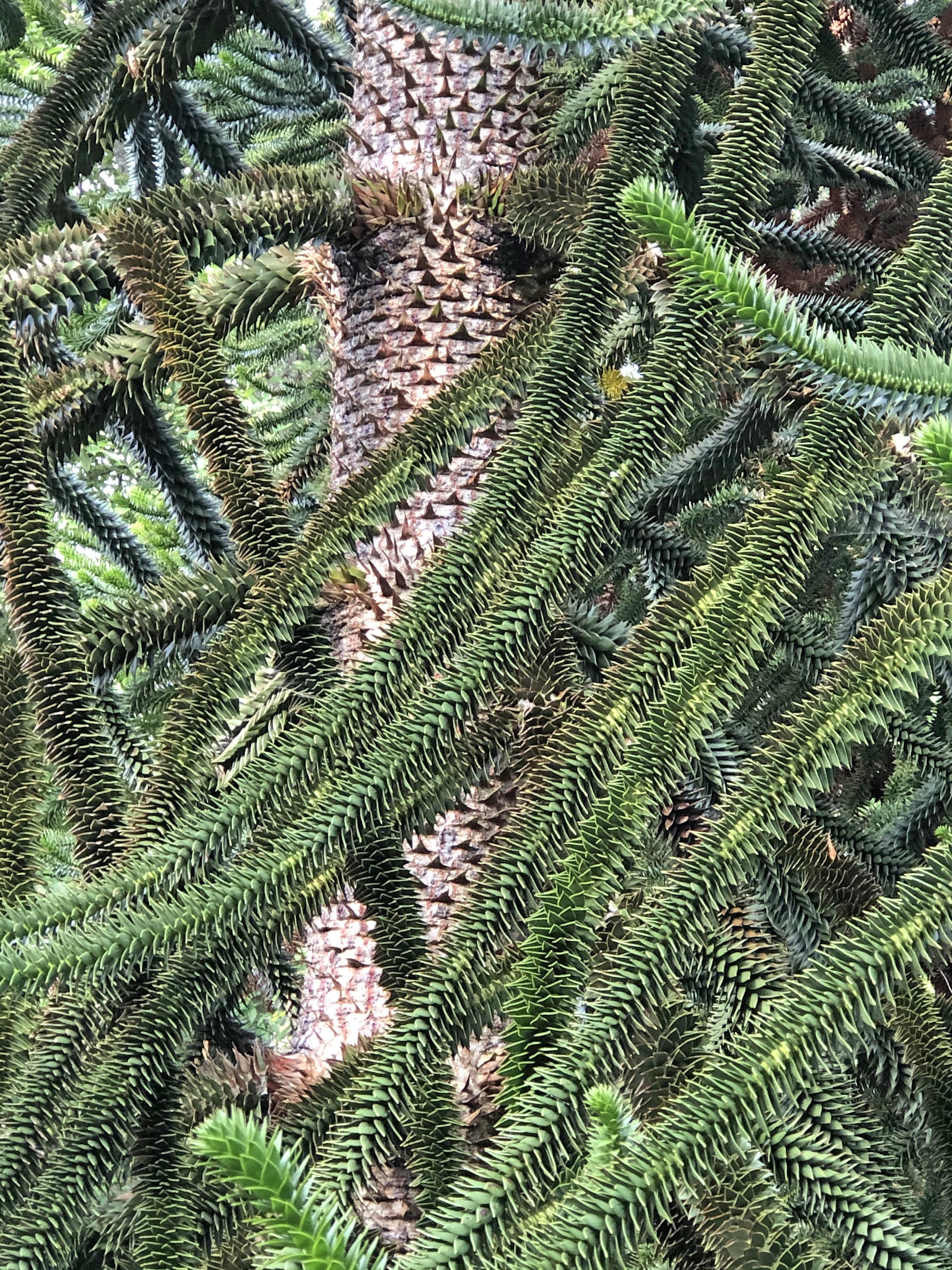 : Araucaria araucana.