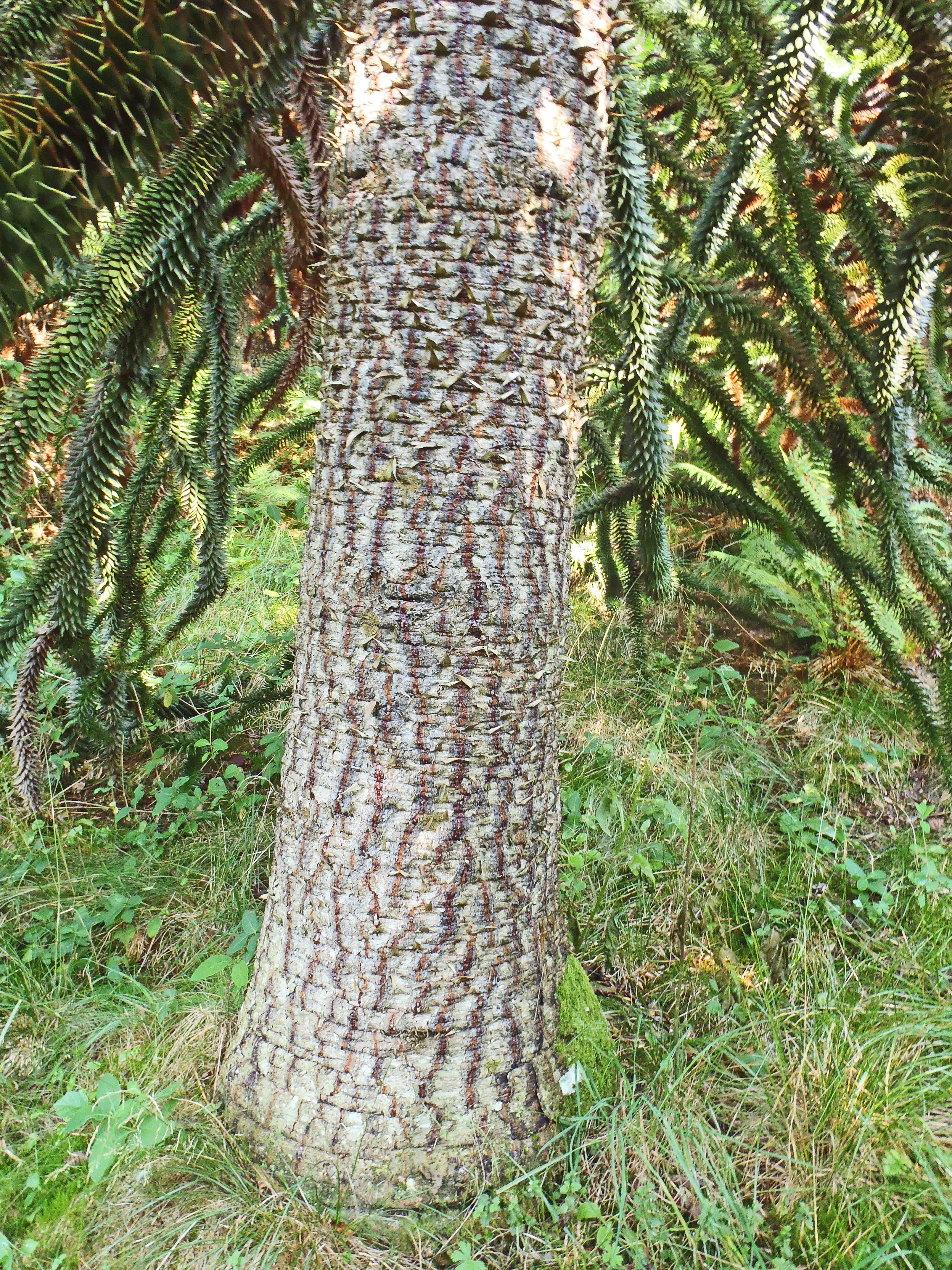 : Araucaria araucana.