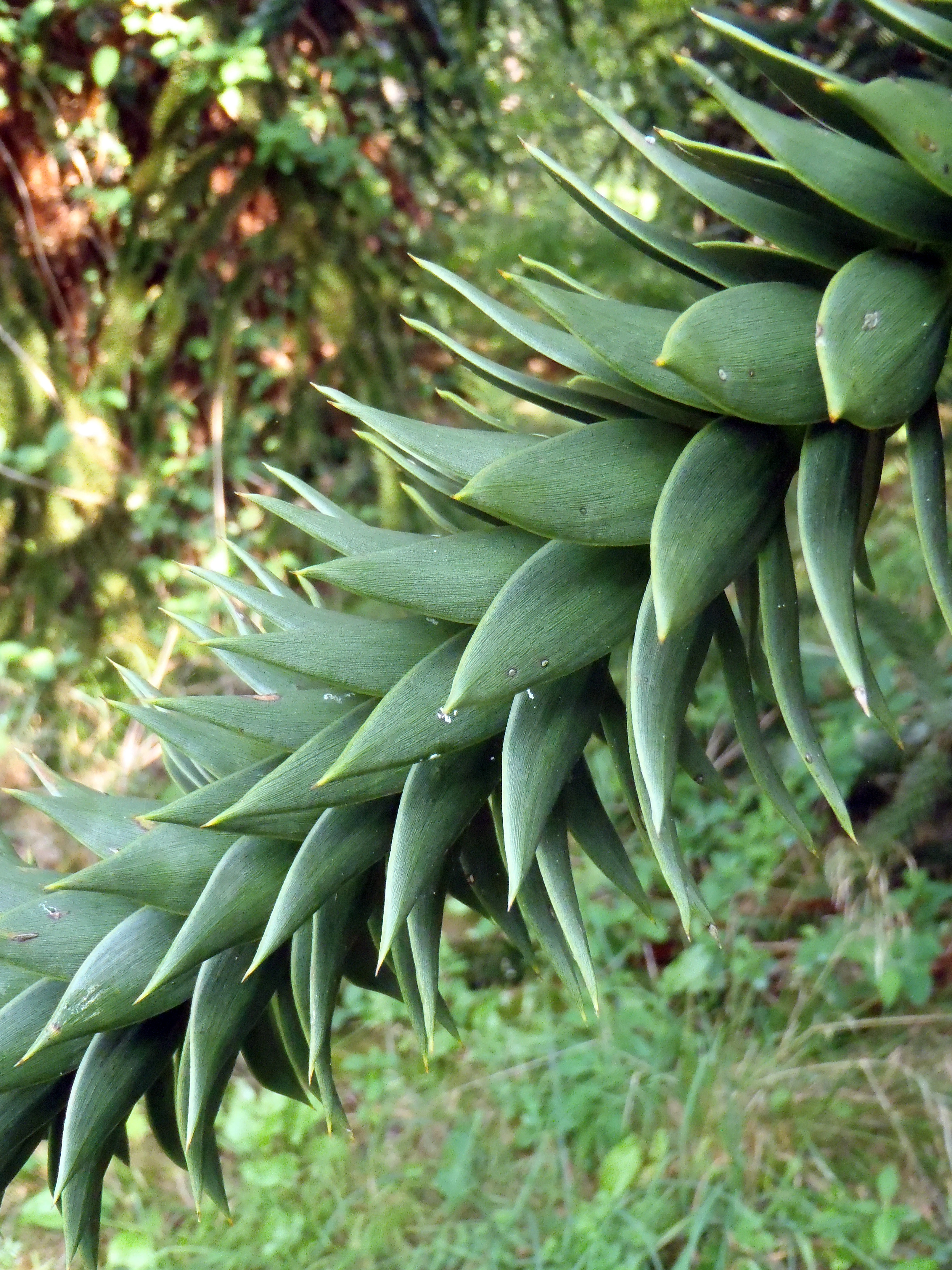 : Araucaria araucana.