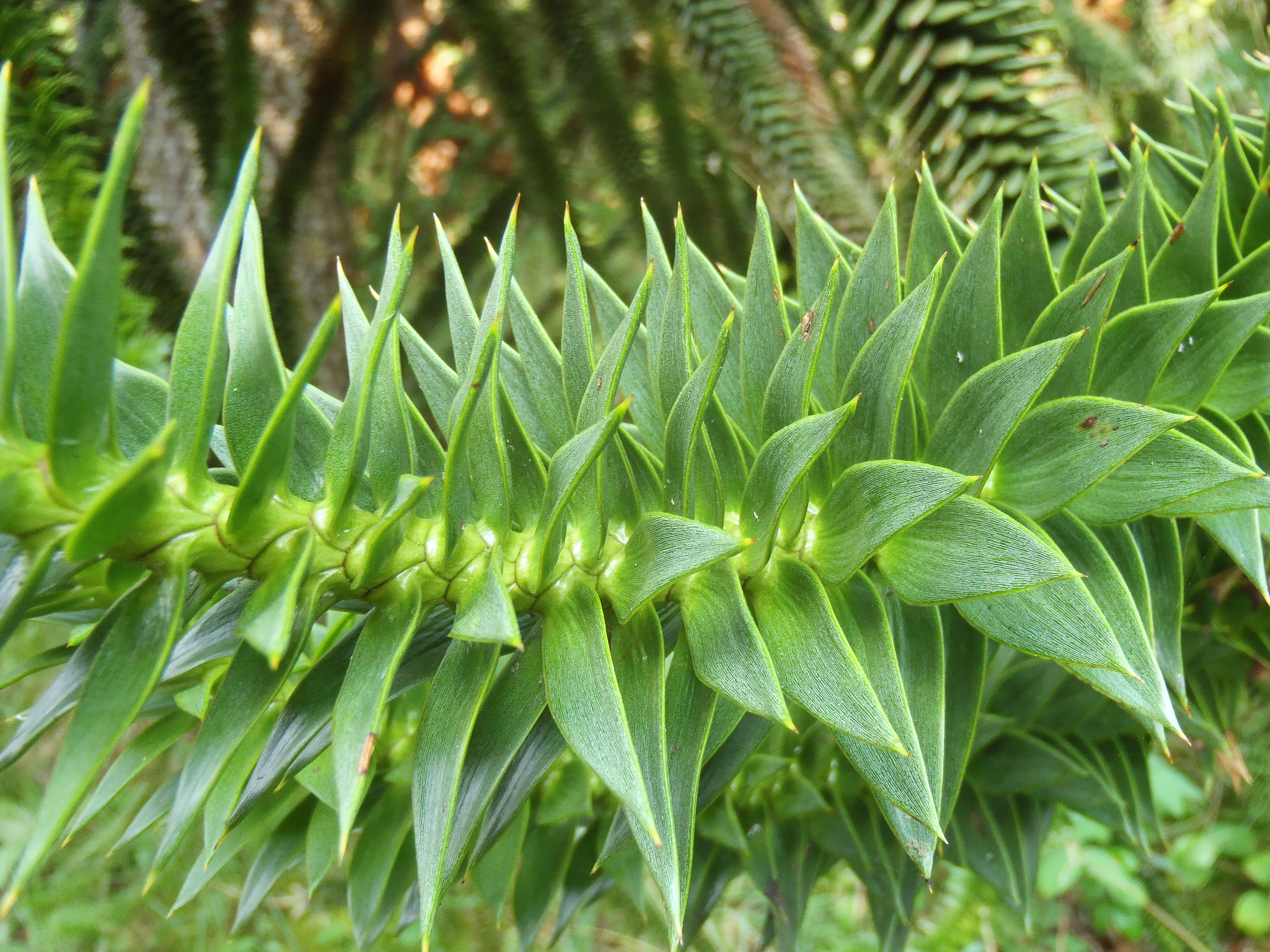 : Araucaria araucana.