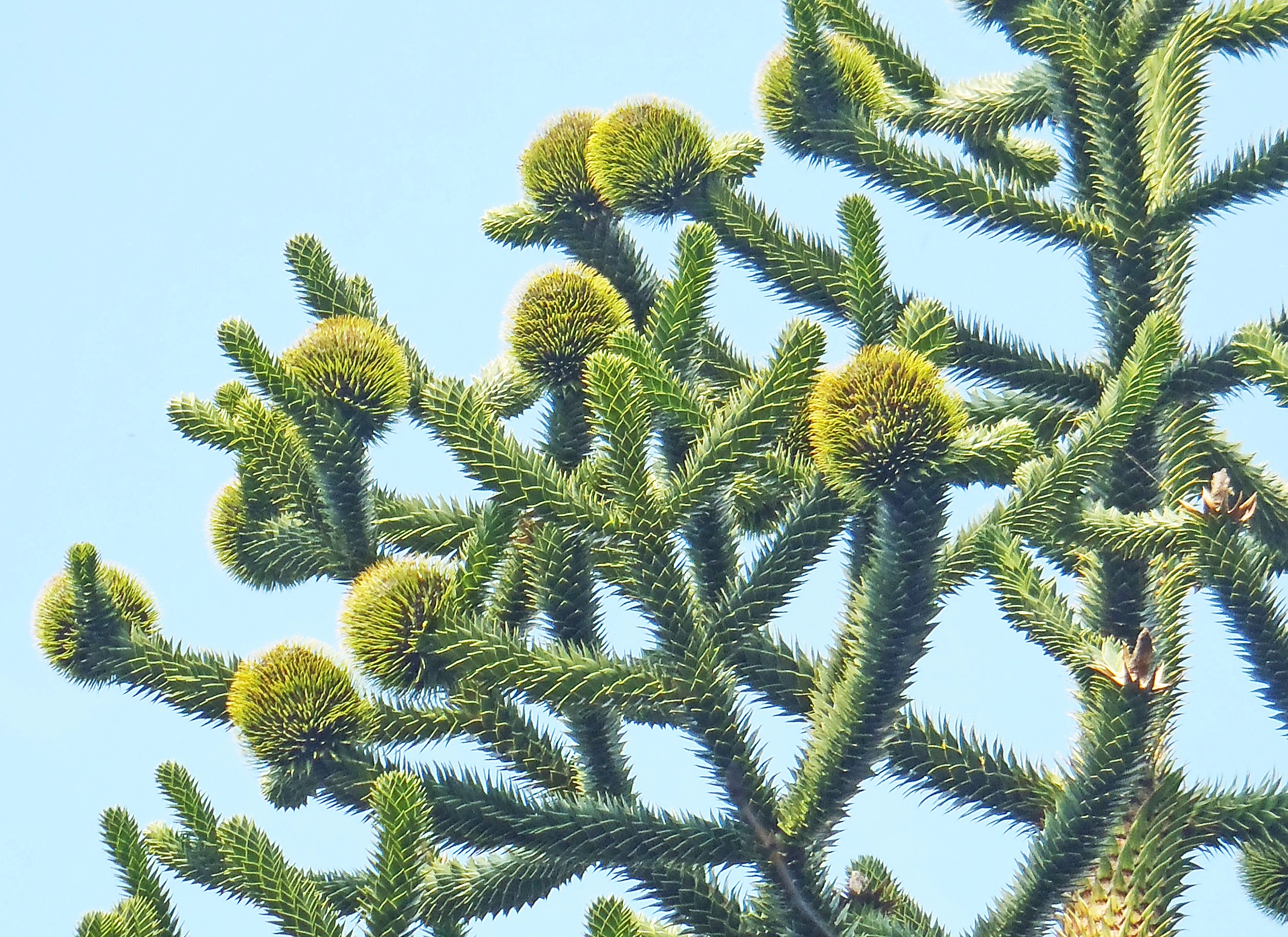 : Araucaria araucana.