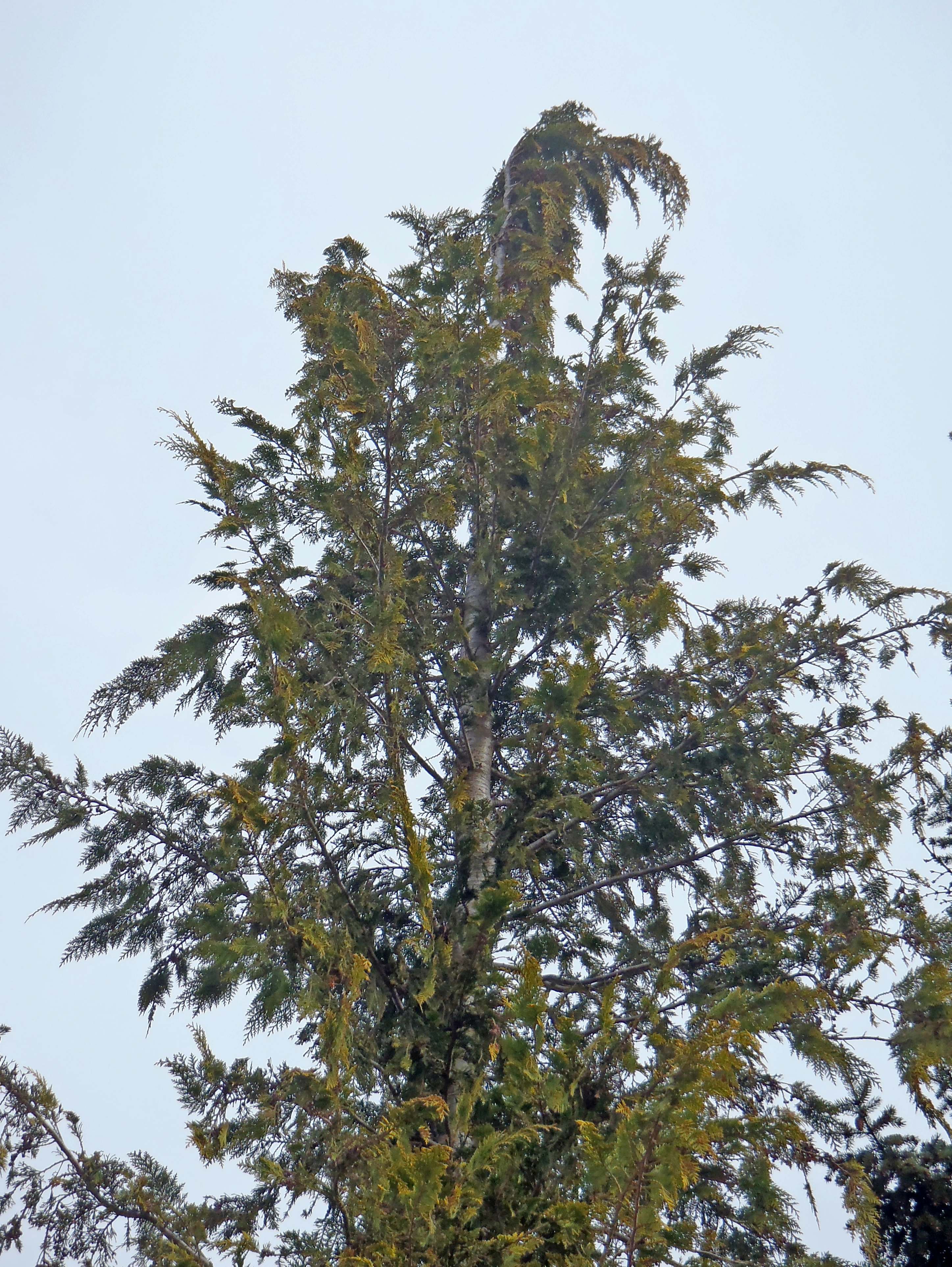 : Chamaecyparis lawsoniana.