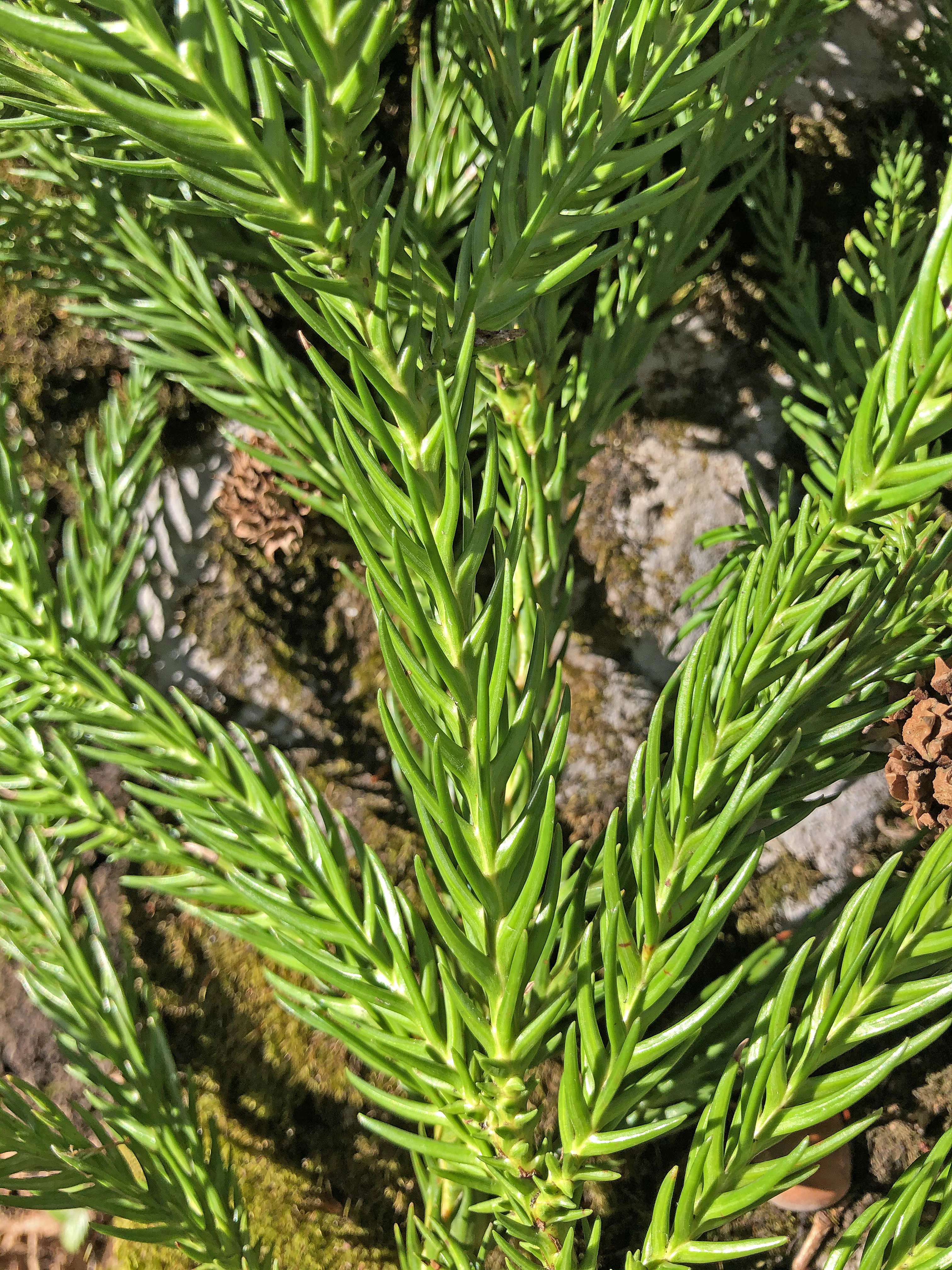 : Cryptomeria japonica.