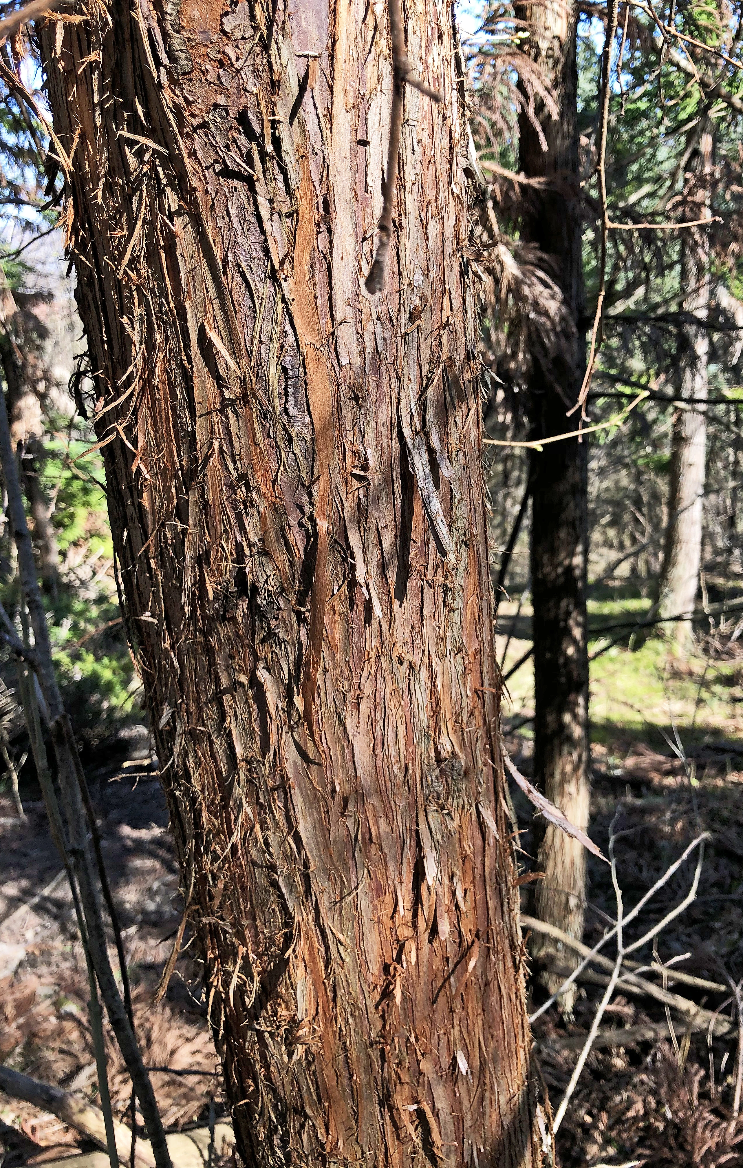 : Cryptomeria japonica.