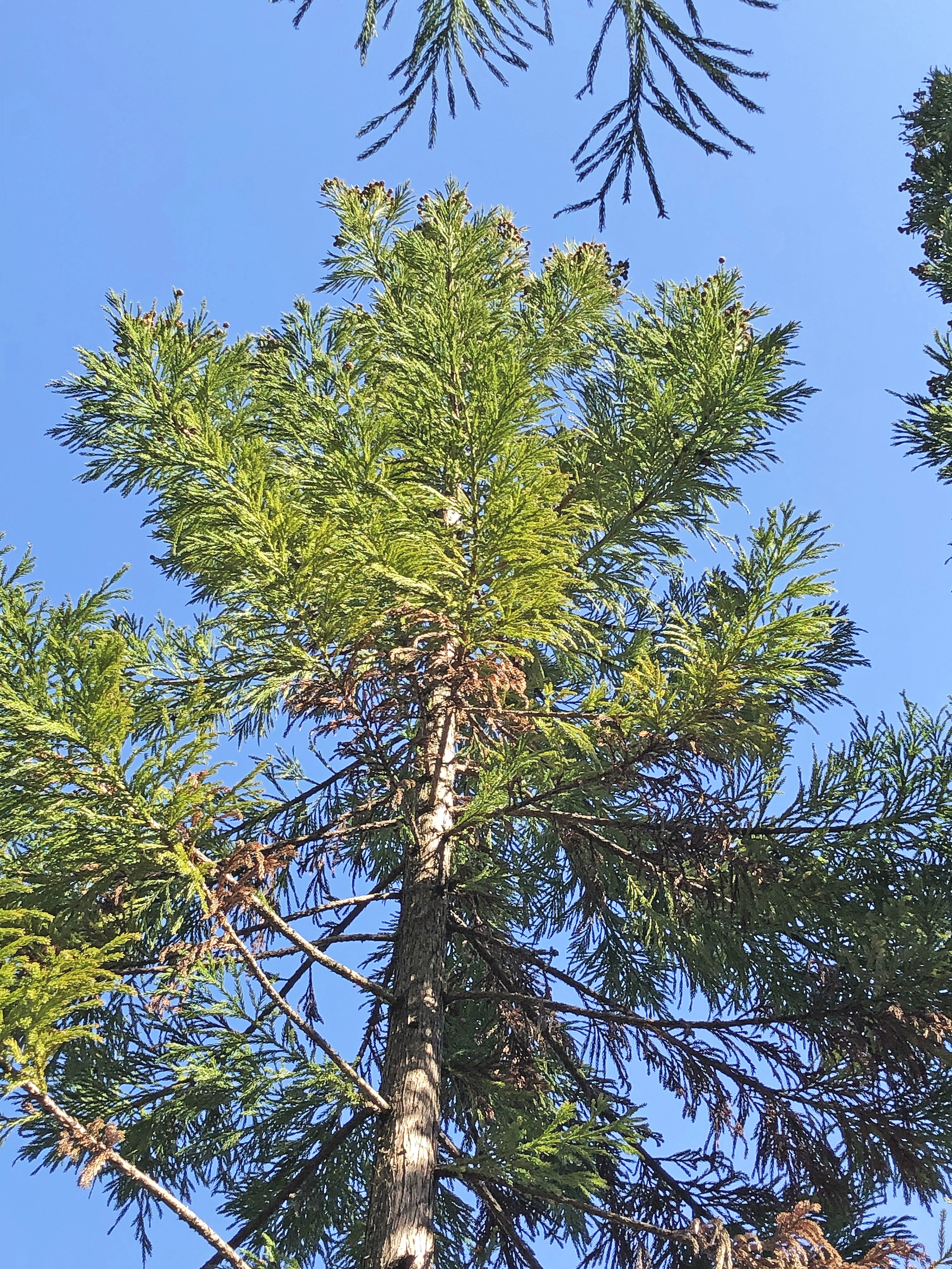 : Cryptomeria japonica.