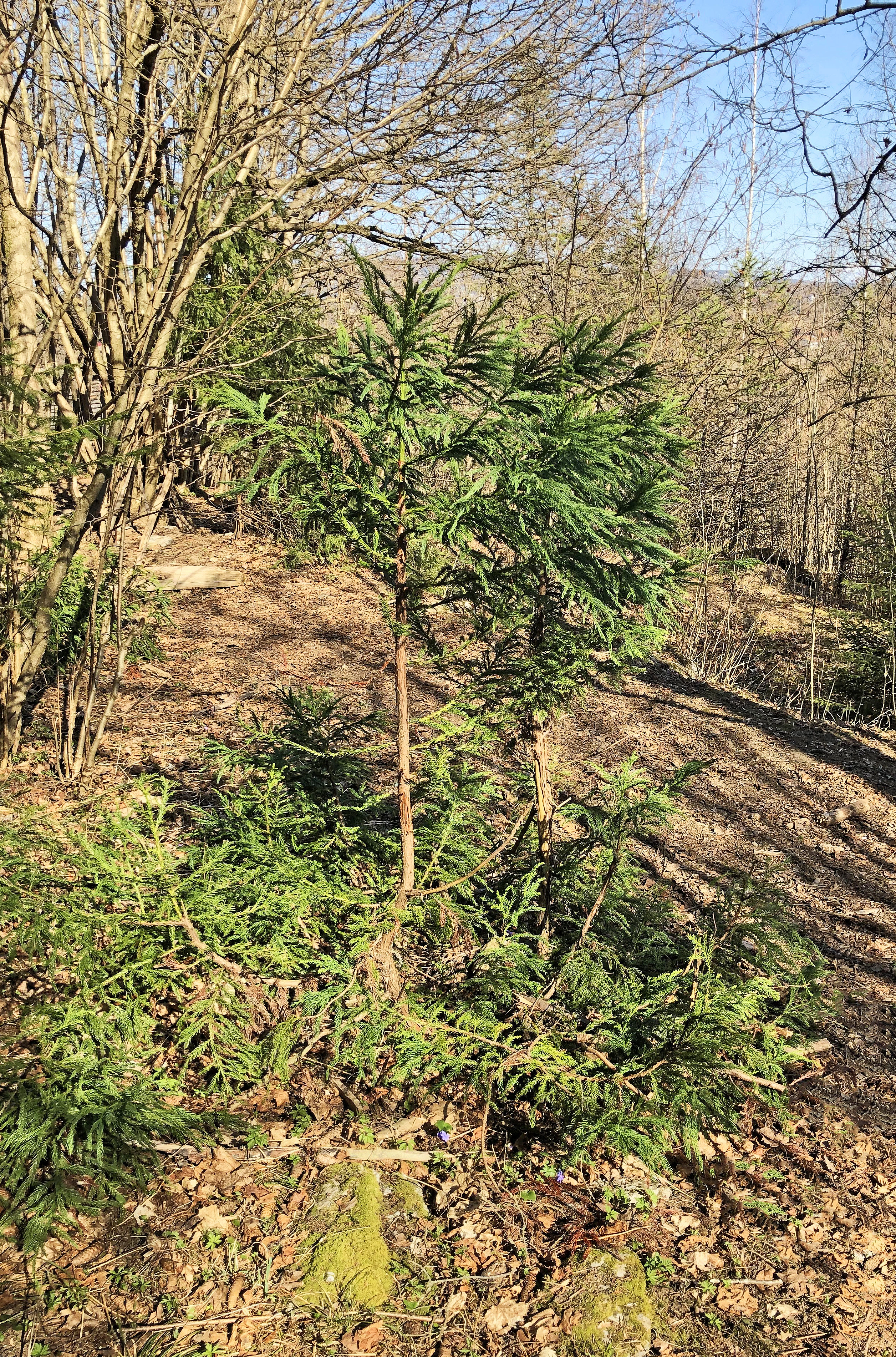 : Cryptomeria japonica.