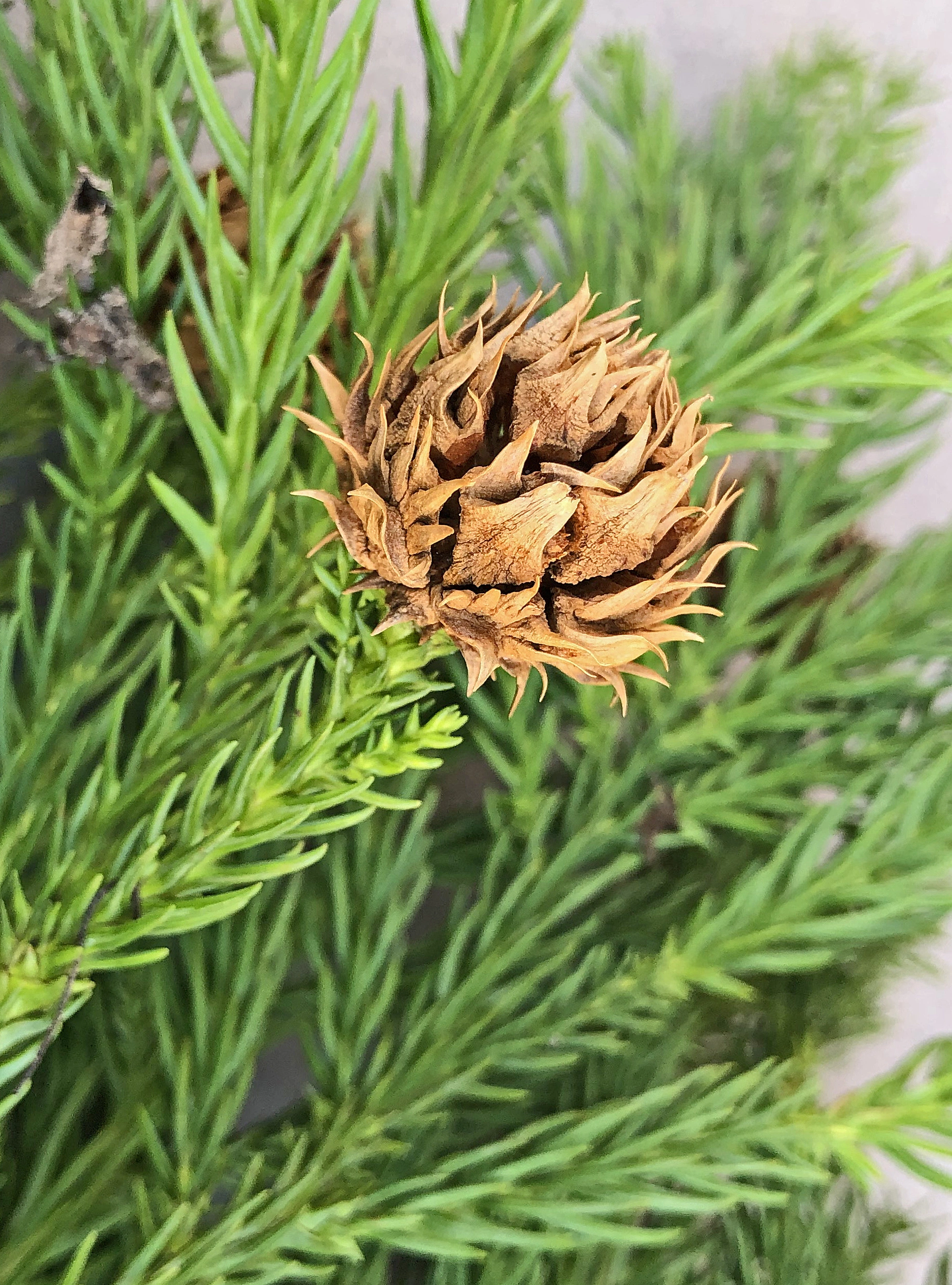 : Cryptomeria japonica.