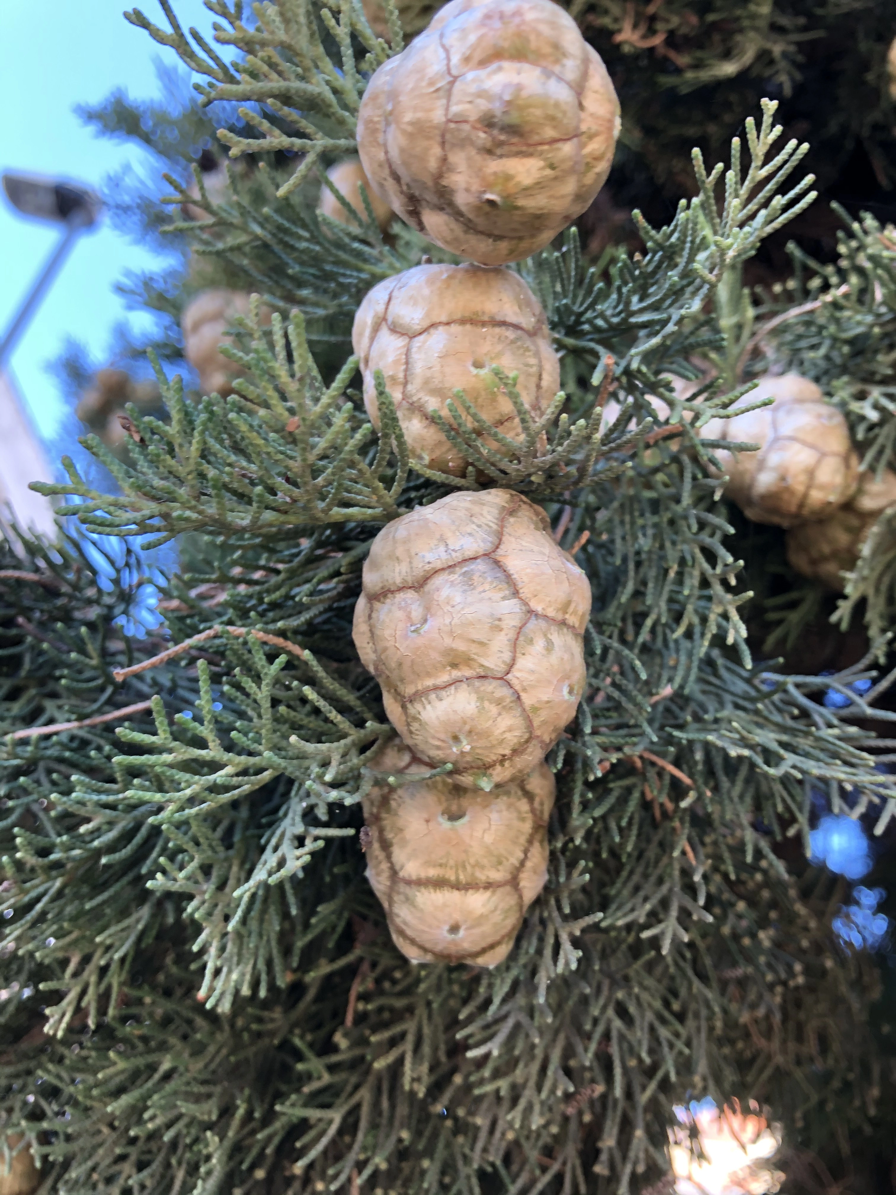 : Cupressus sempervirens.