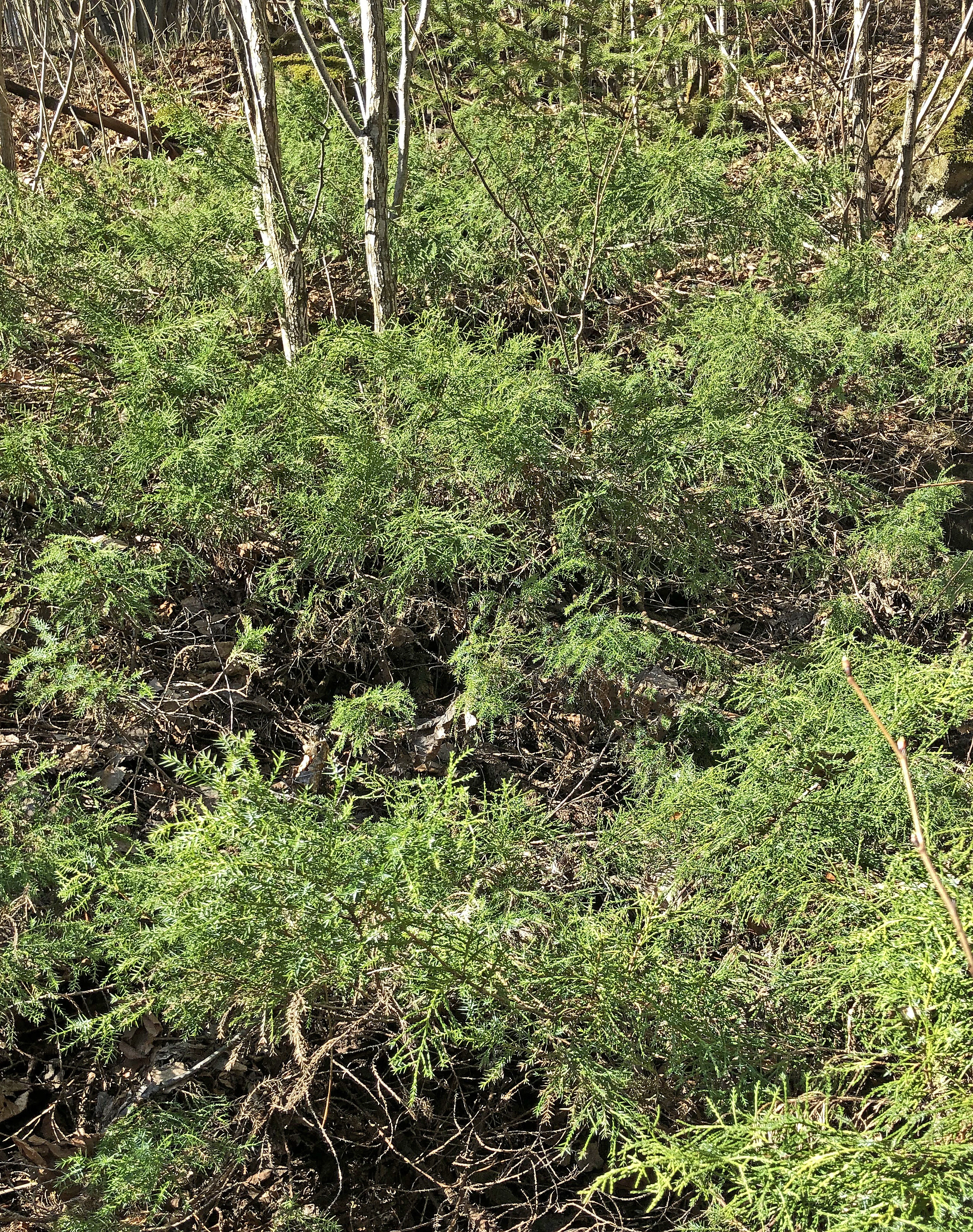 : Juniperus chinensis.