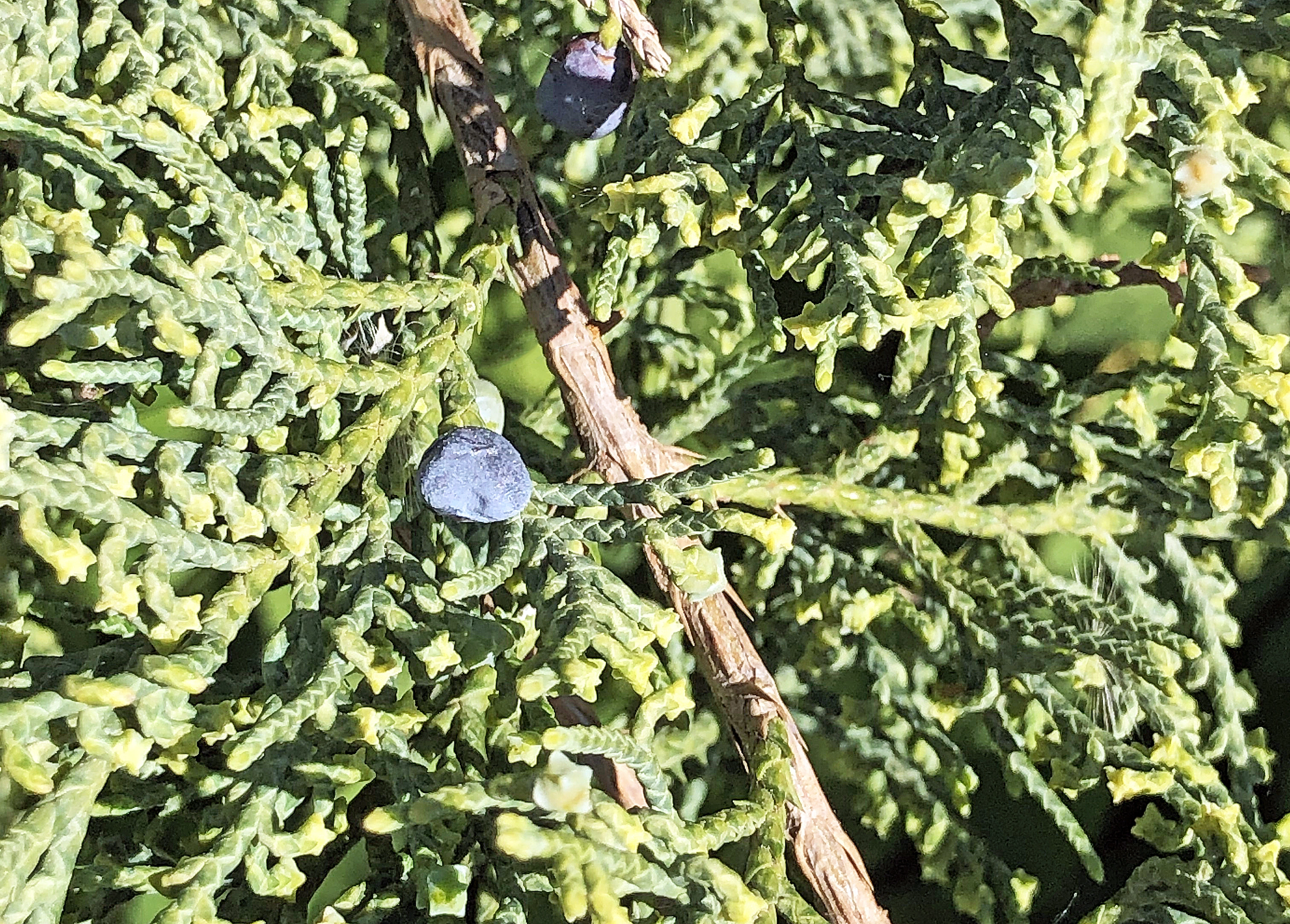 : Juniperus chinensis.