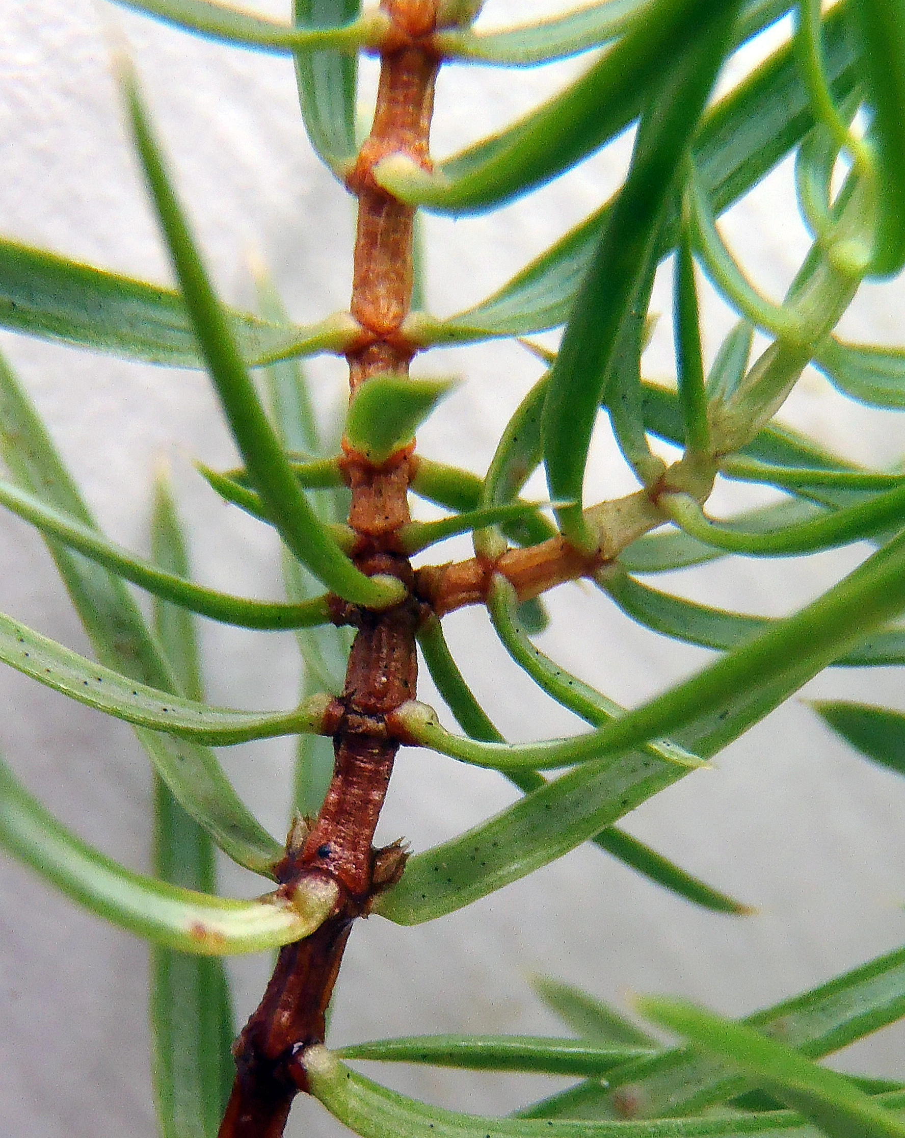 : Juniperus communis communis.