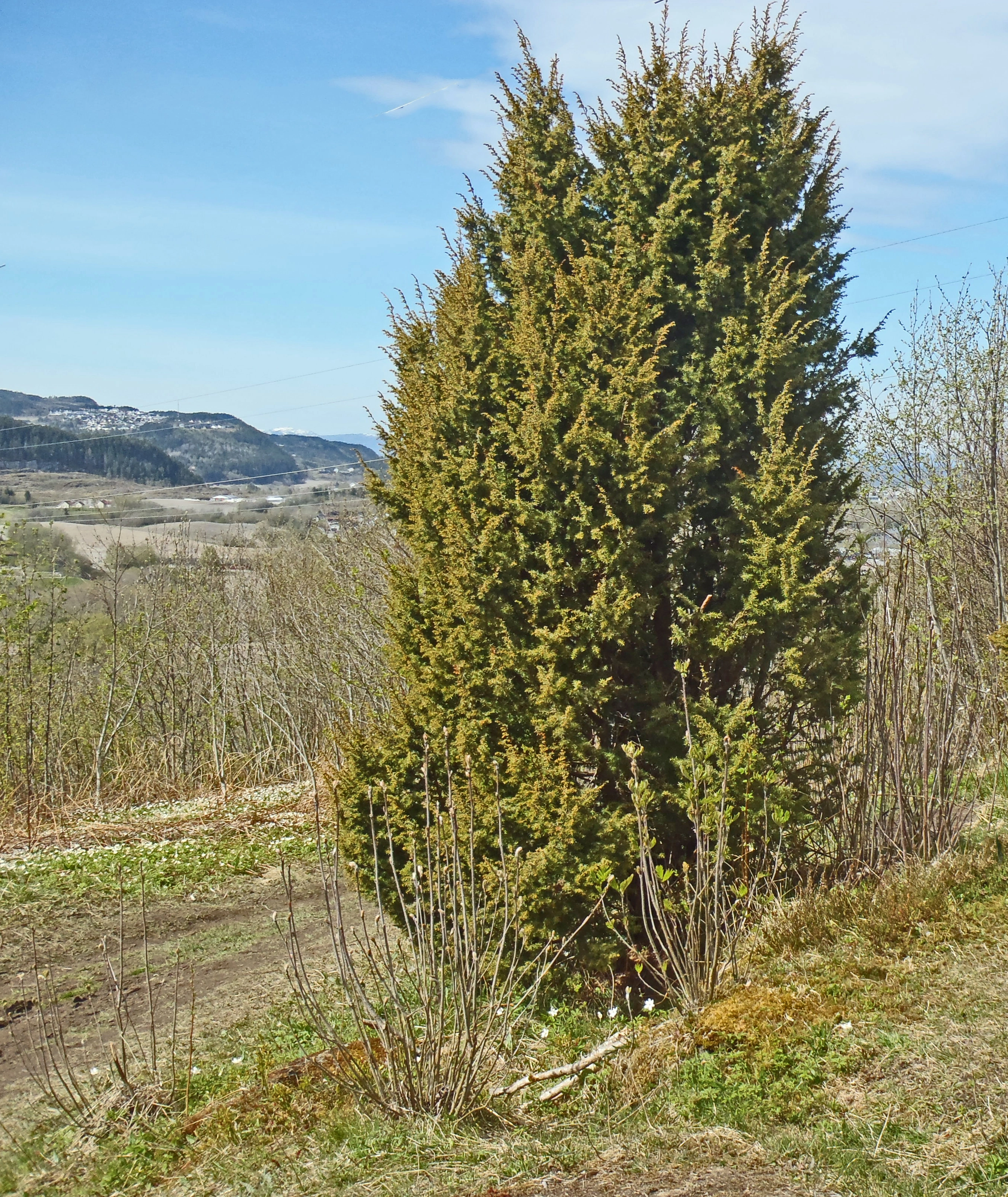 : Juniperus communis communis.